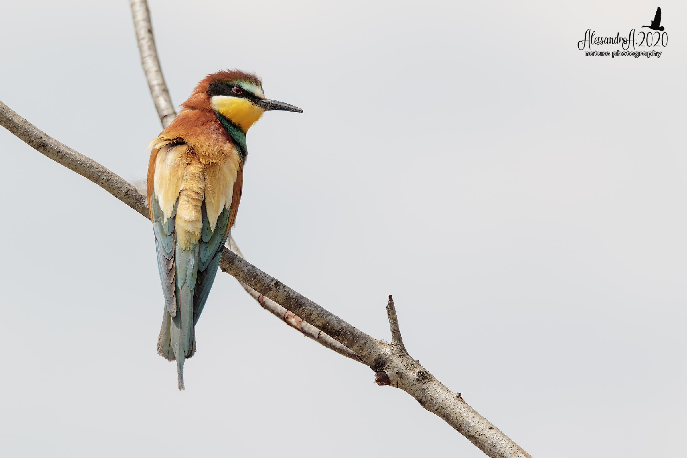 Bee-eater