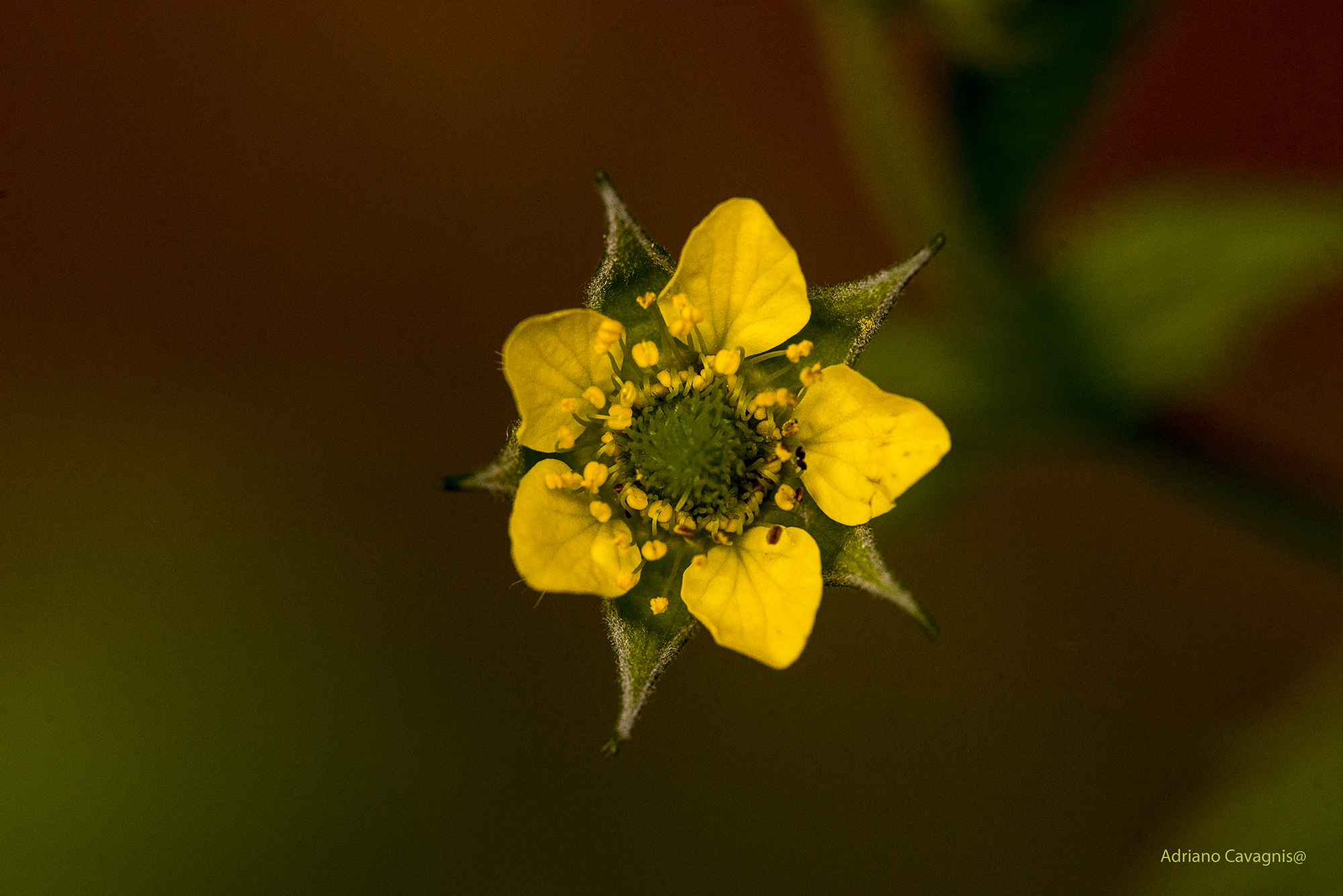 Piccolissimo e bellissimo