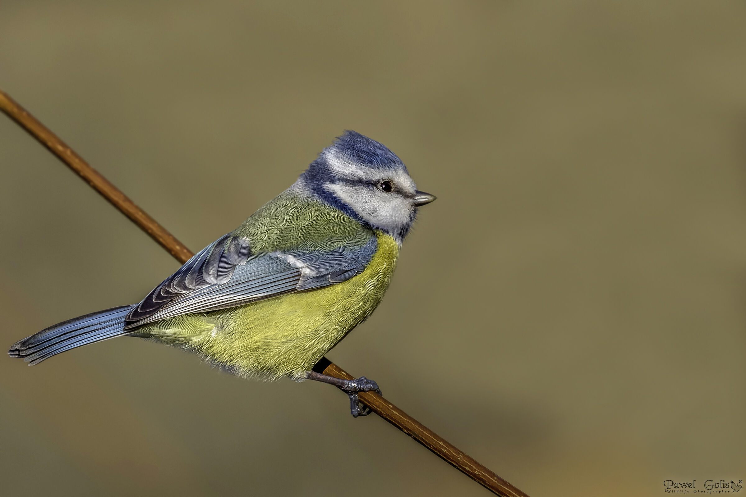 Tit blu eurasiatico (Cianistes caeruleus)