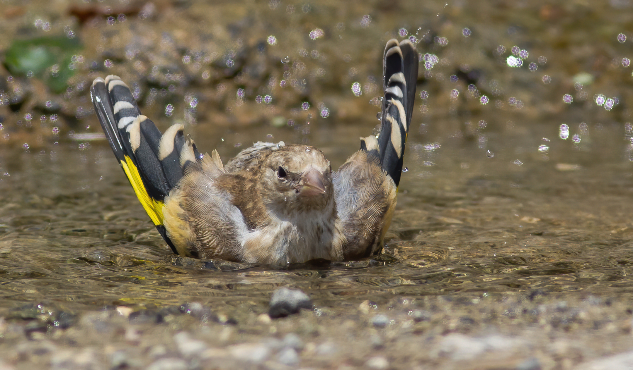 La mamma mi ha raccomandato le ascelle
