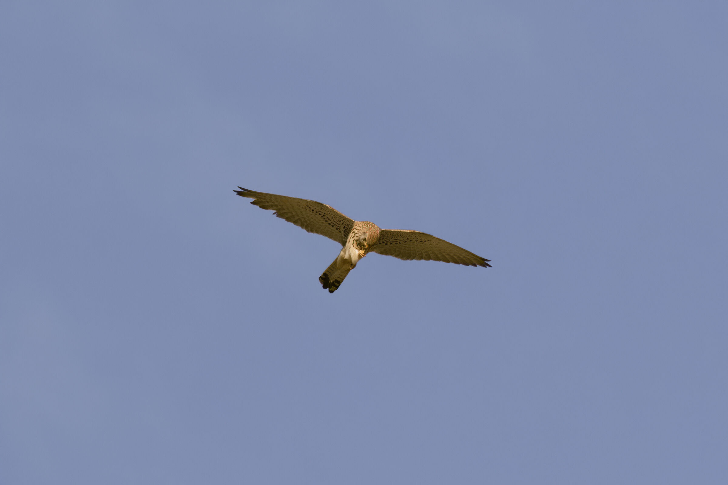 Grillaio si nutre in Volo(Femmina)