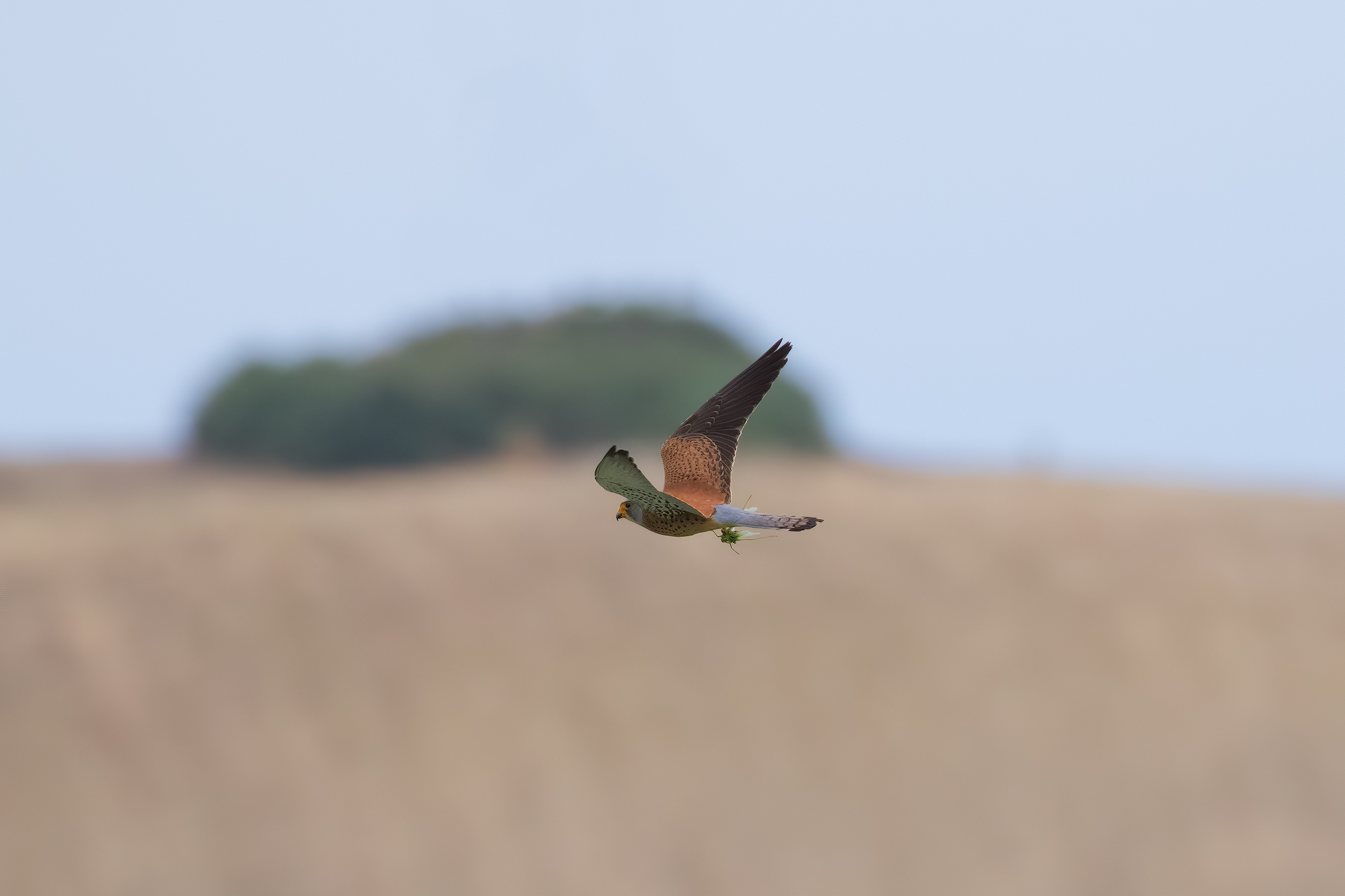 Grillaio con Preda (Maschio)