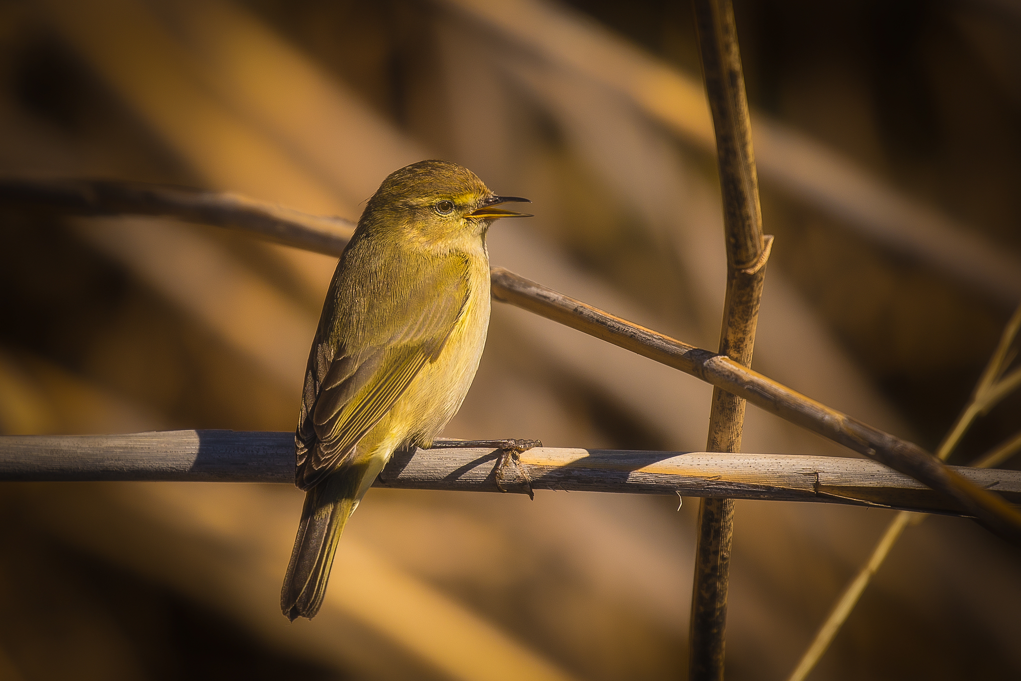 Cannaiola Verdognola