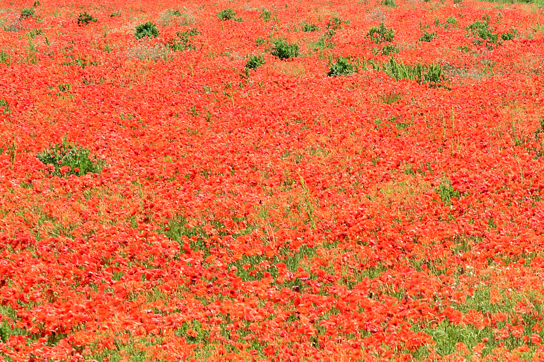 rosso e verde