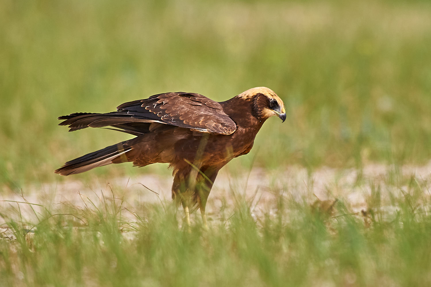 Female Swamp Falcon