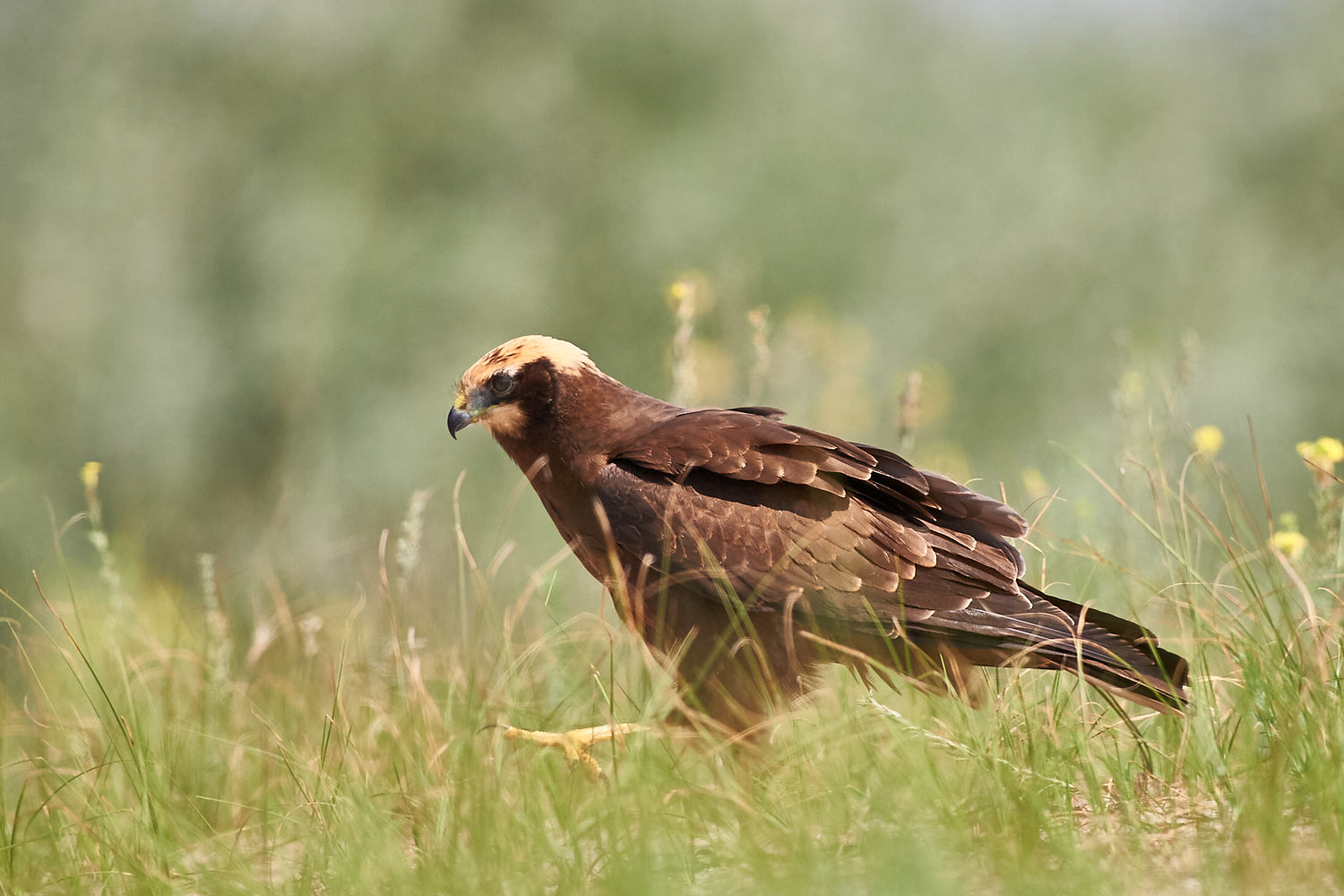 Female Swamp Falcon