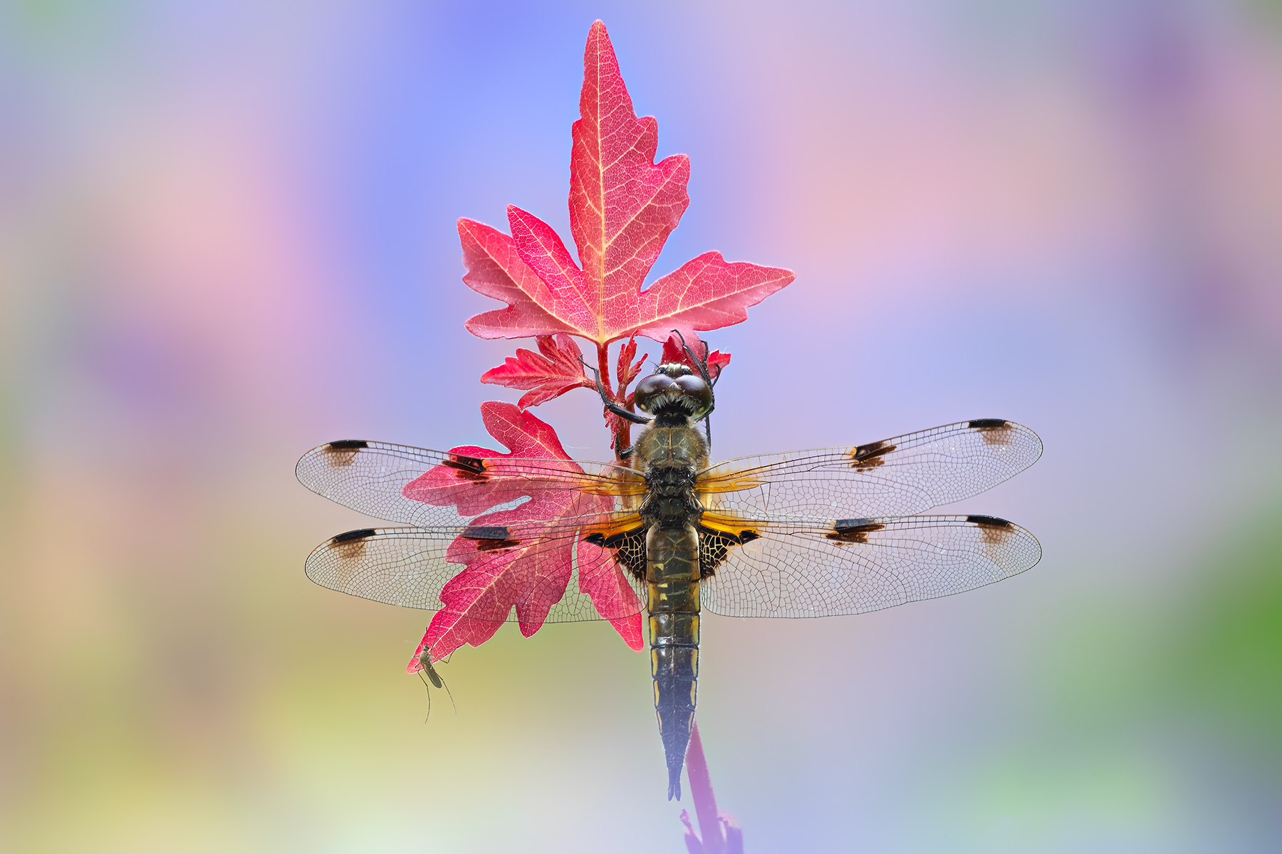 La zanzara e la libellula