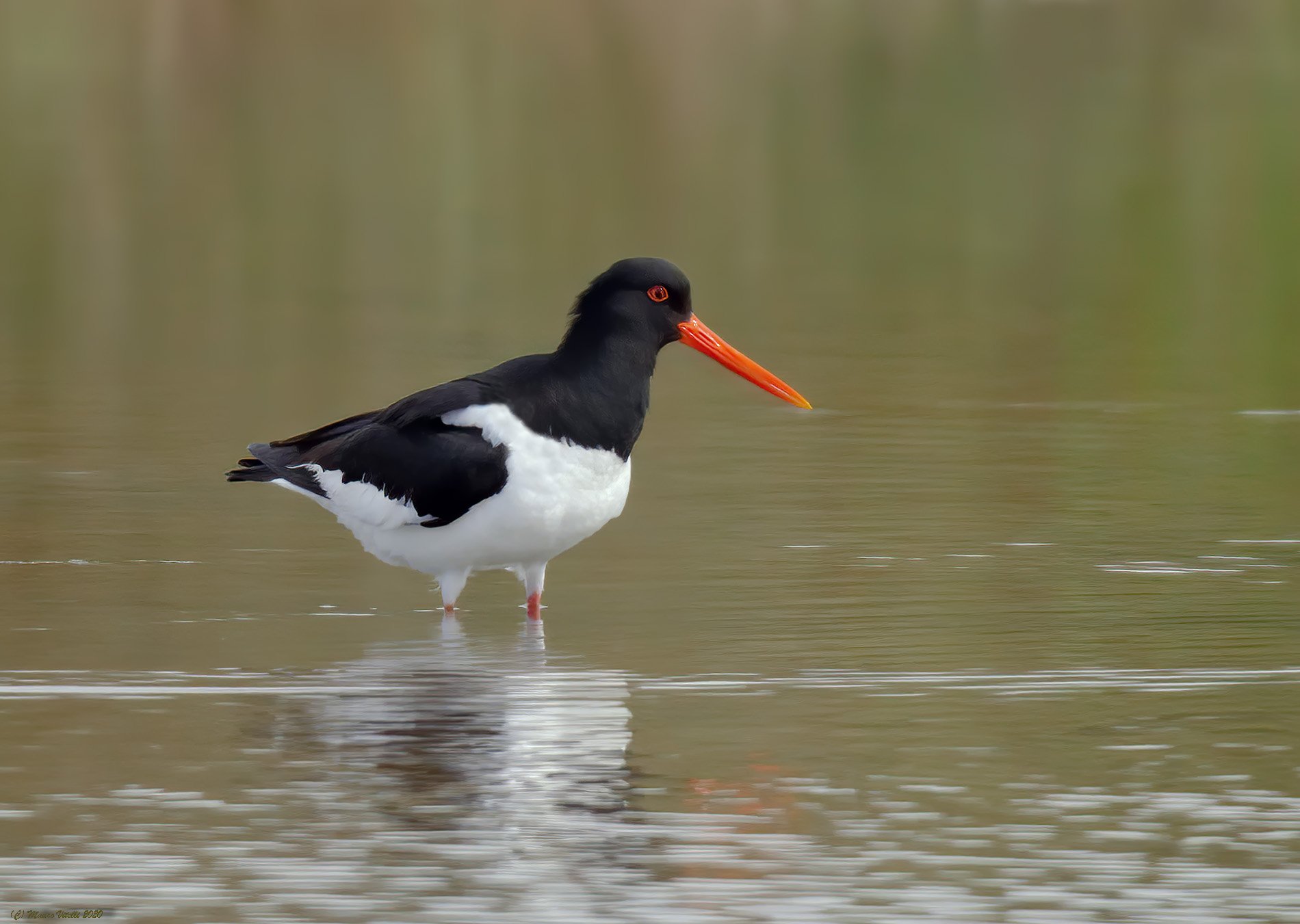 Sea beak (Haematopus ostralegus)