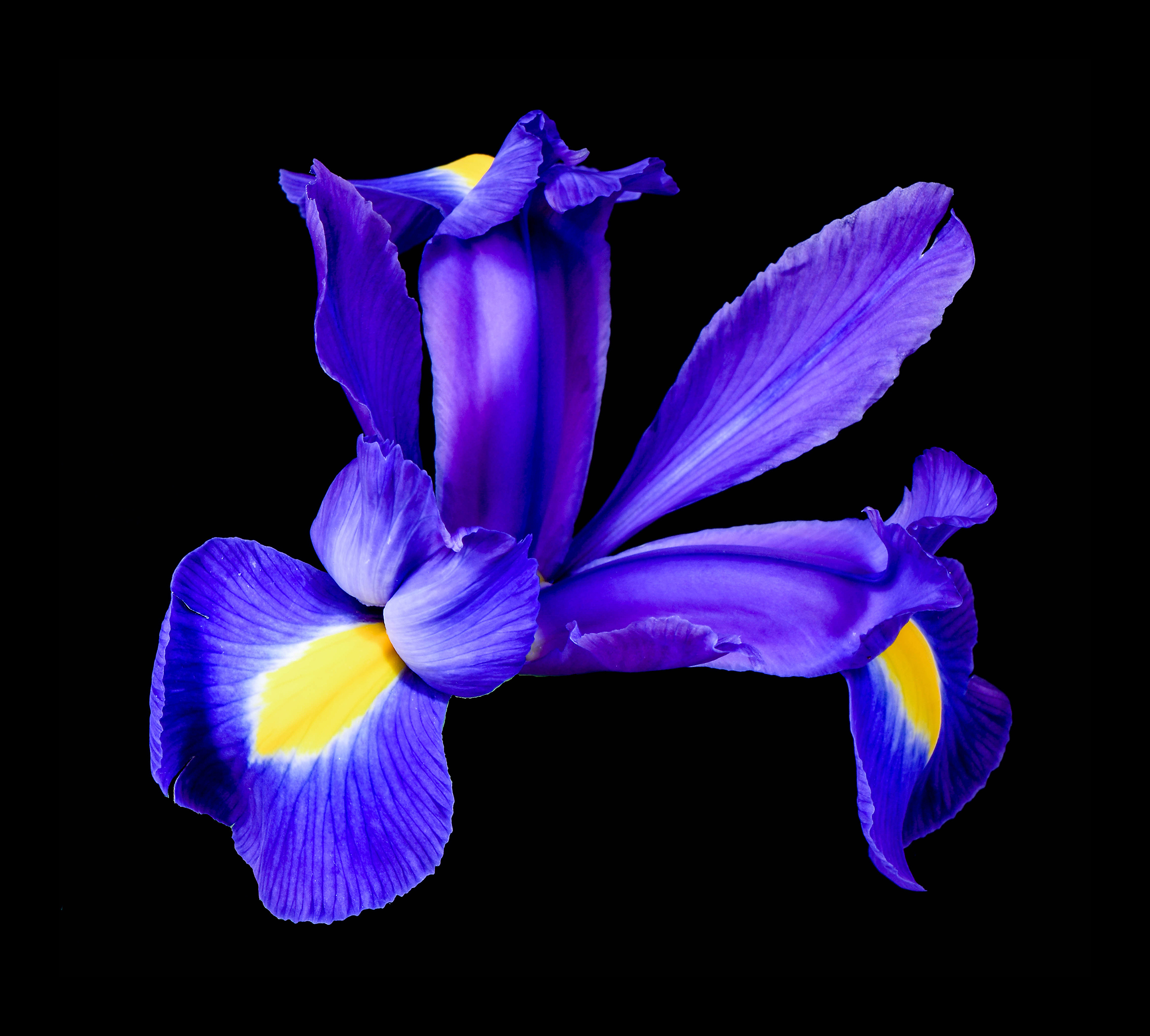 Iris.