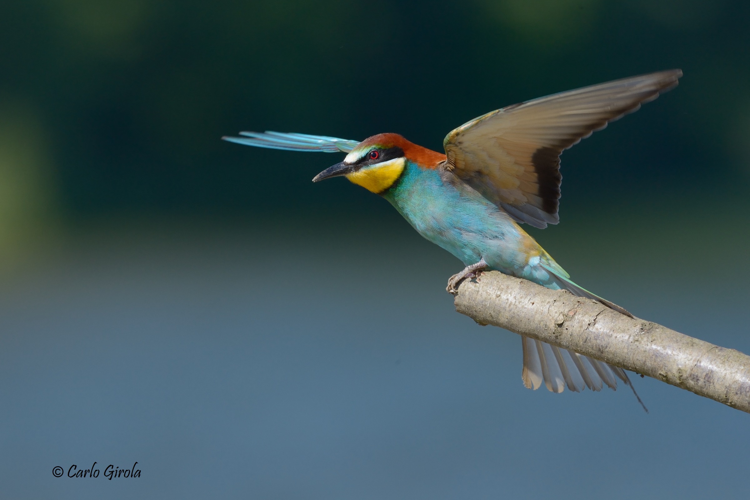 Gruccione (Merops apiaster)