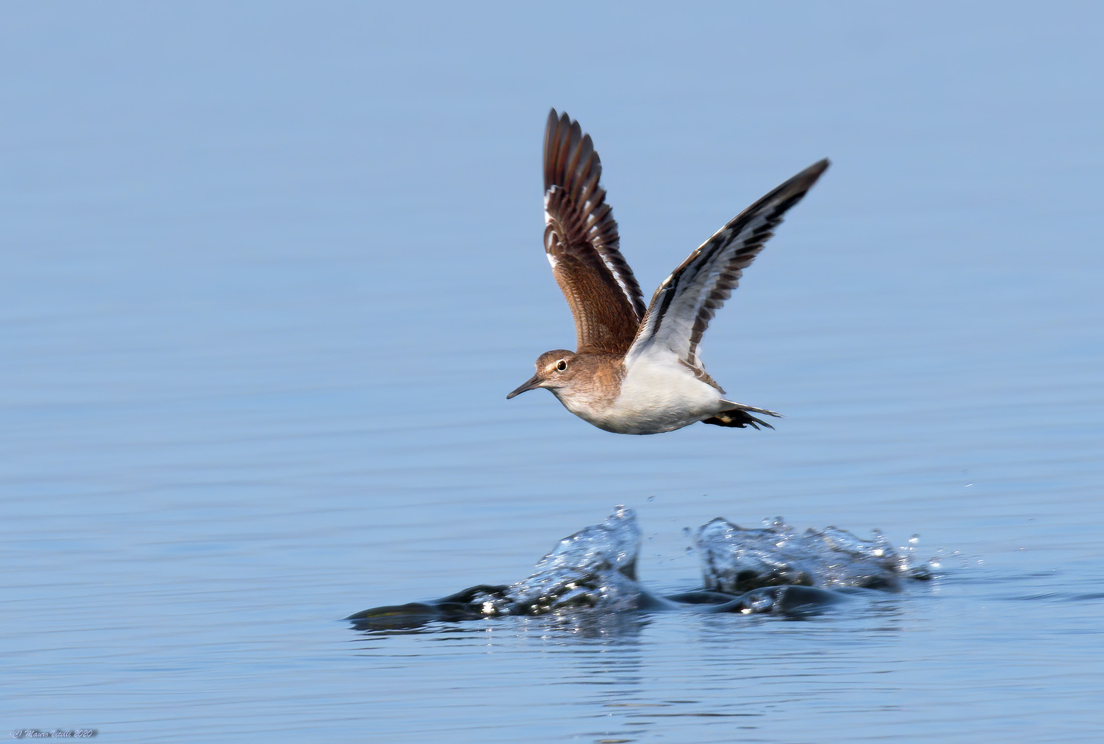 Small pyro (Actitis hypoleucos)