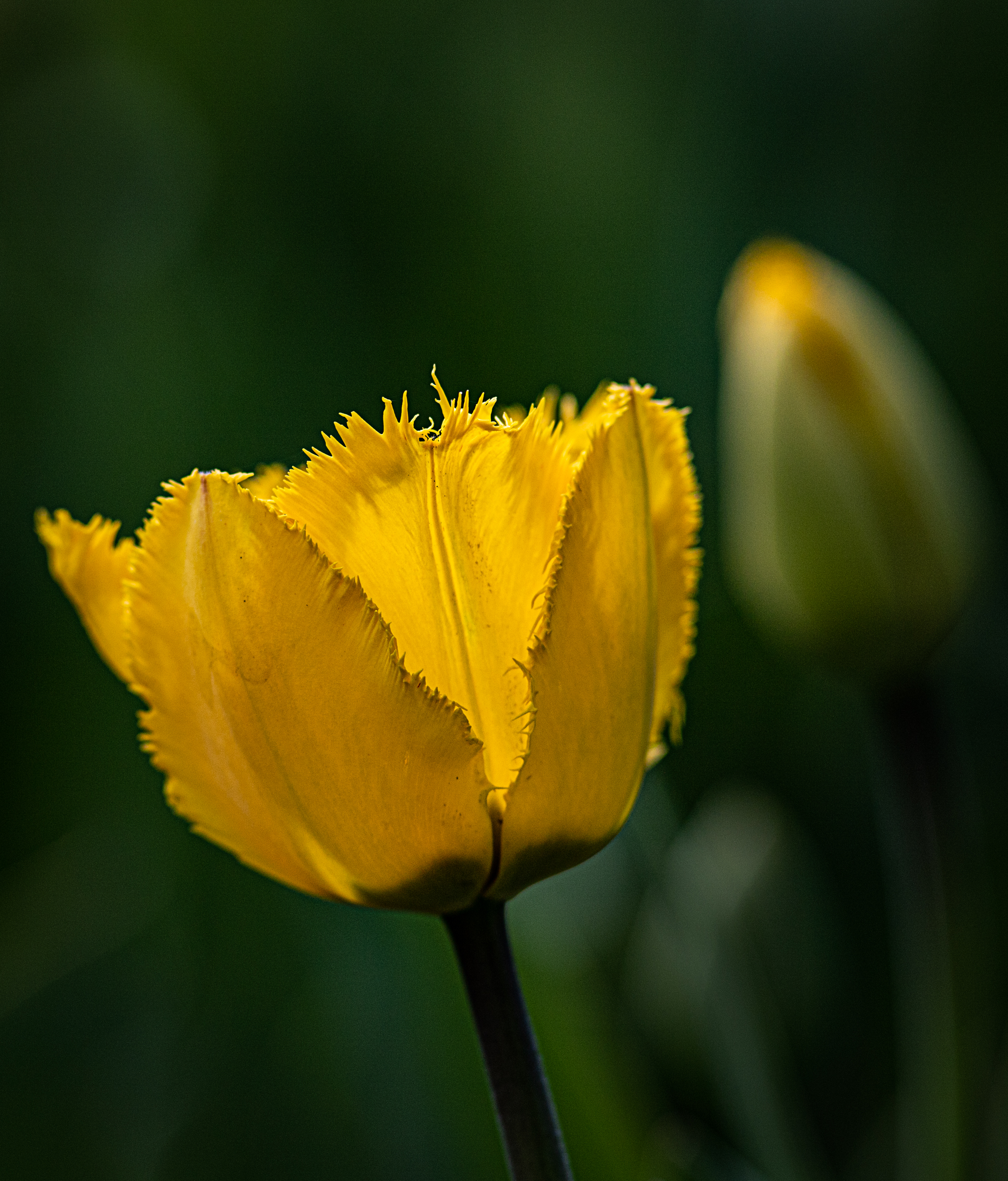 Thinking of "Tulips".