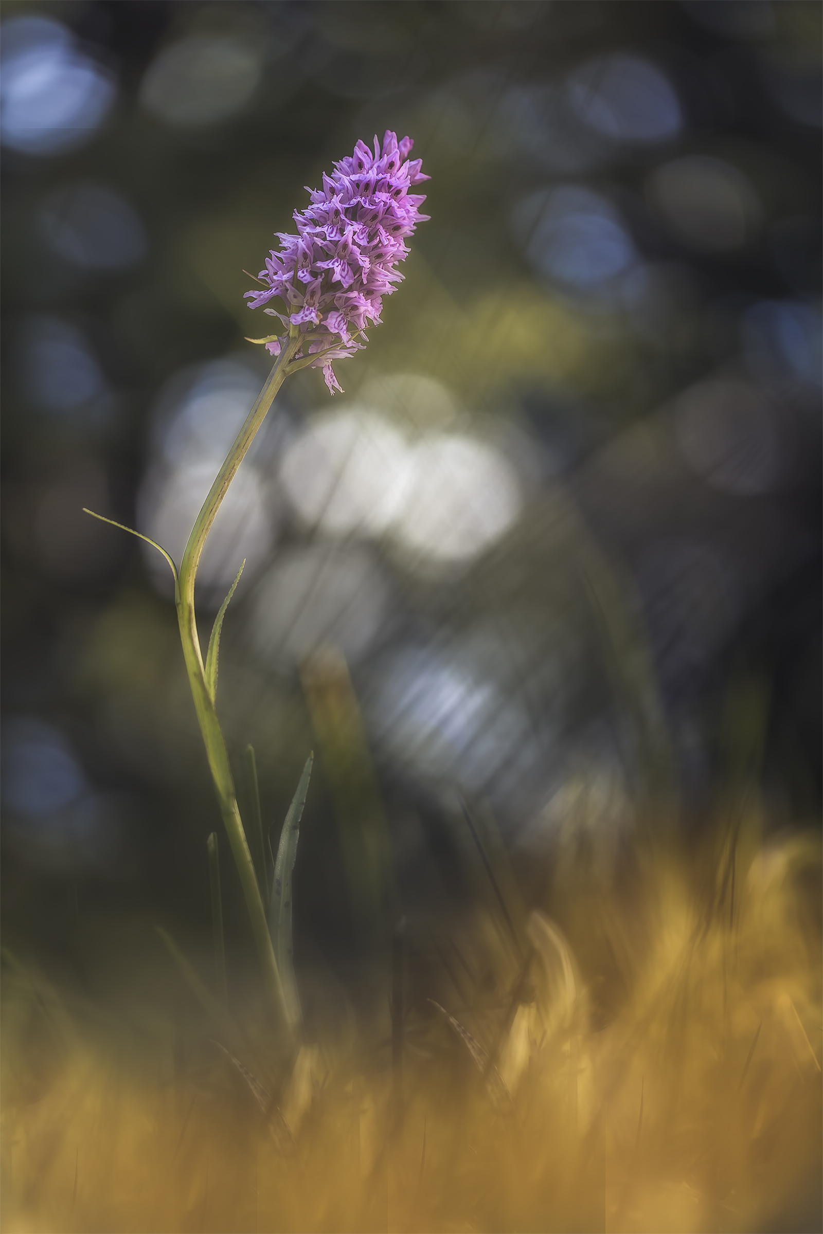 Dactylorhiza incarnata