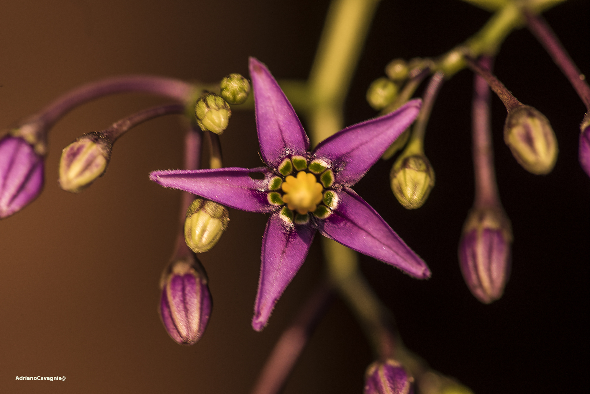 Morella rampicannte.