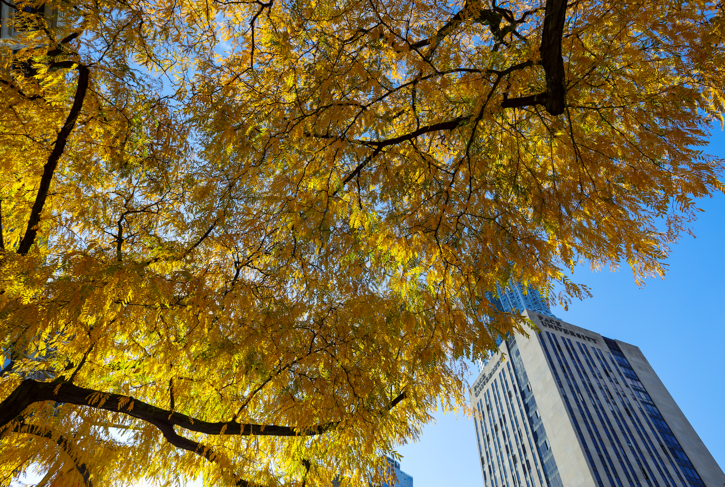 Vicino al Ponte di Brooklyn