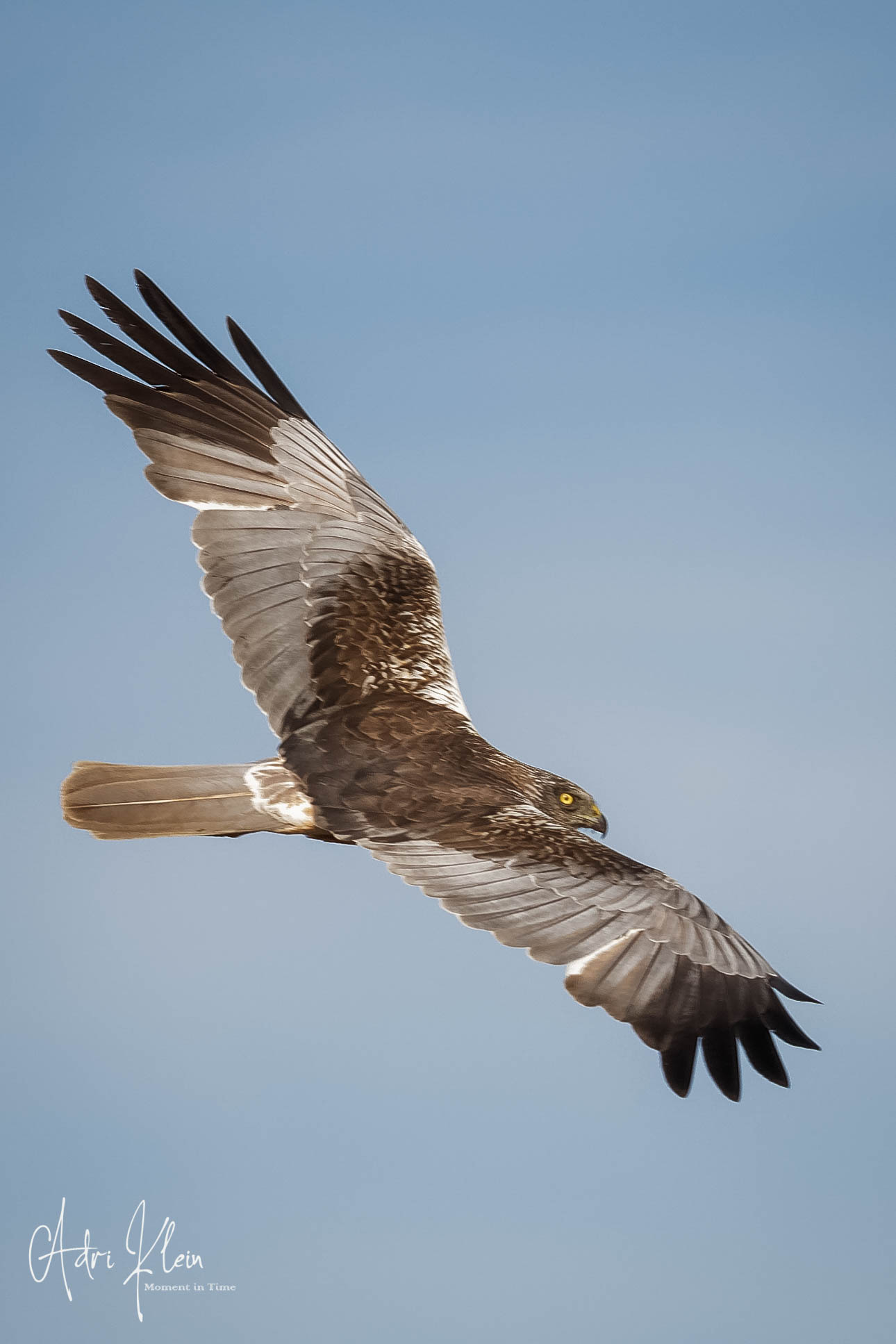 Marsh harrier