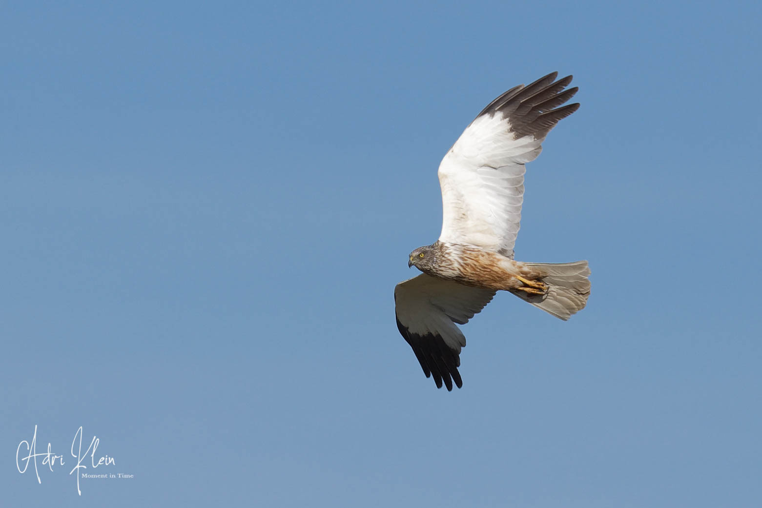 Marsh harrier