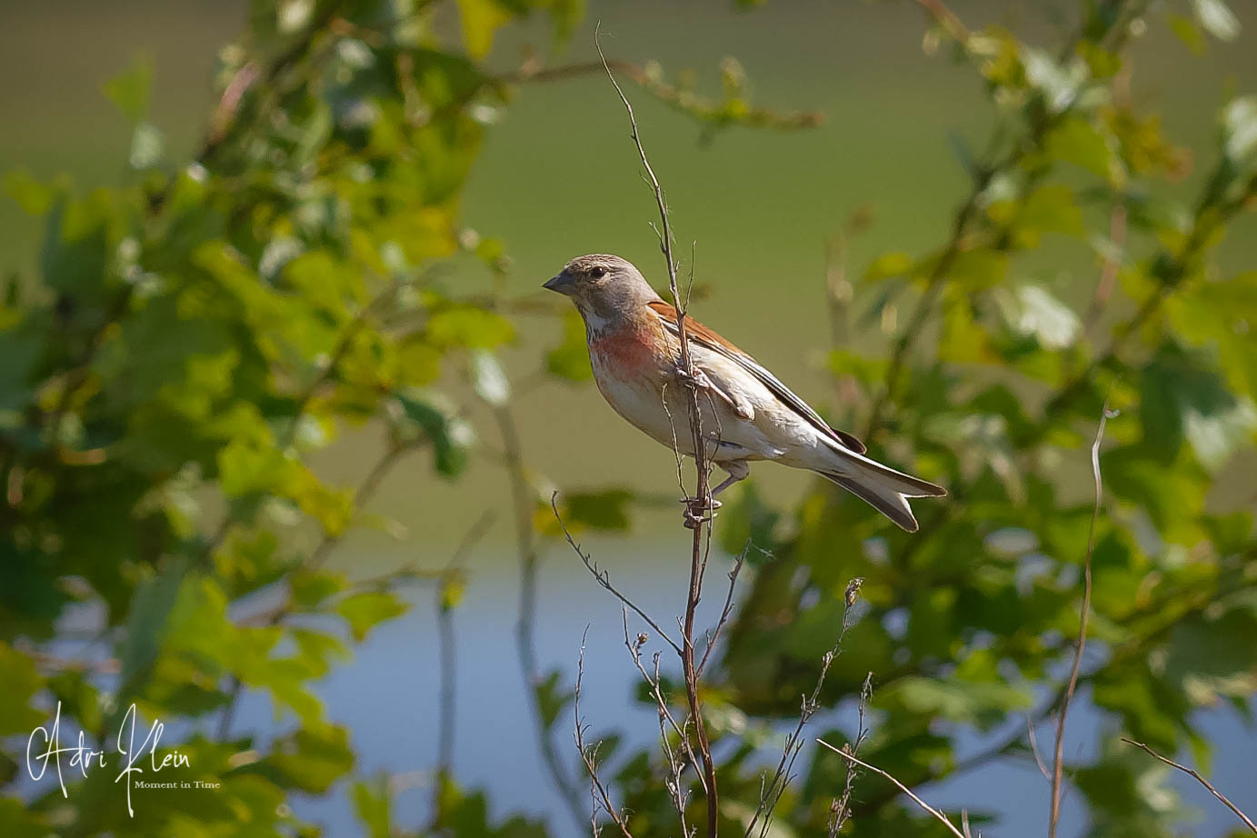Linnet