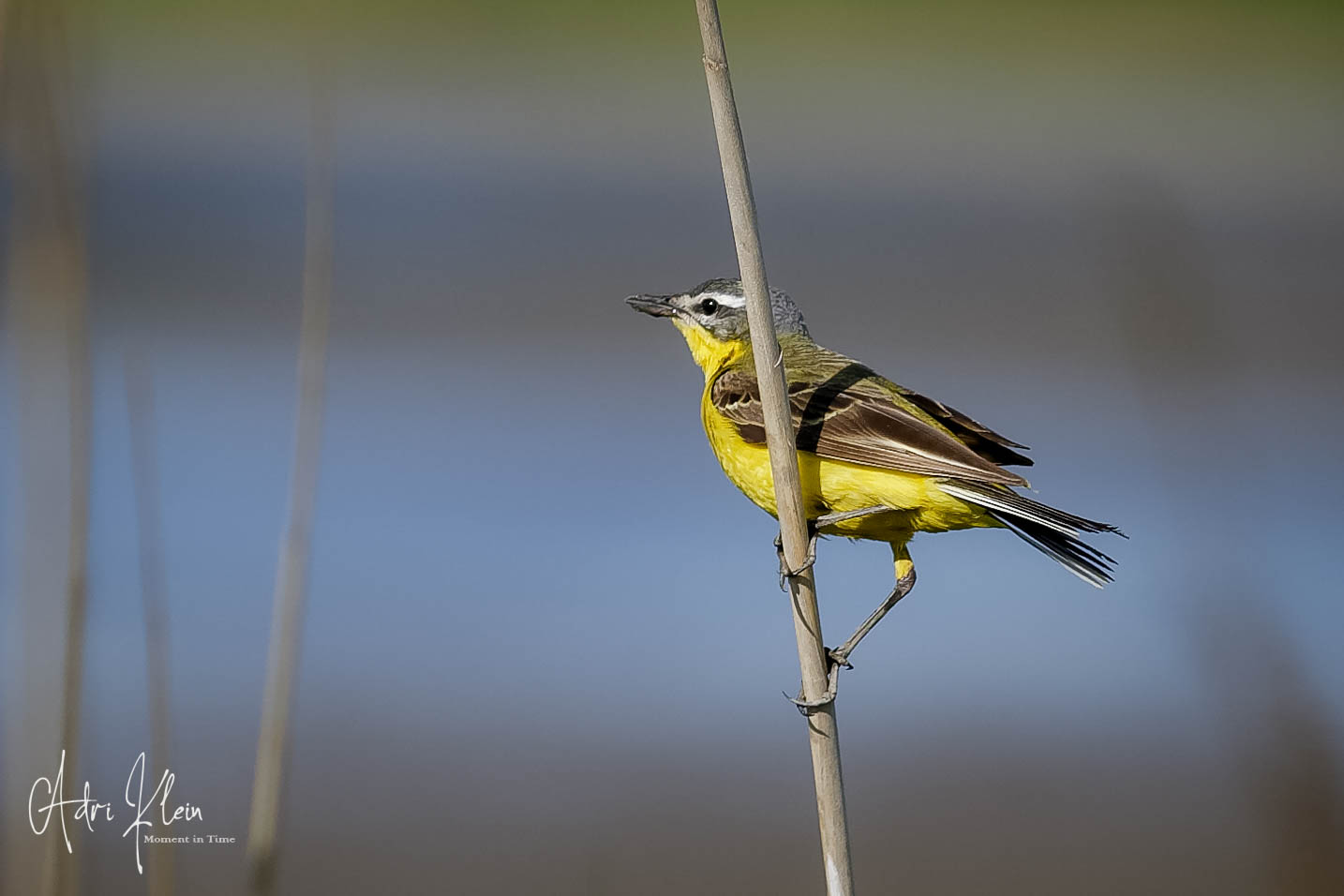 yellow wagtail
