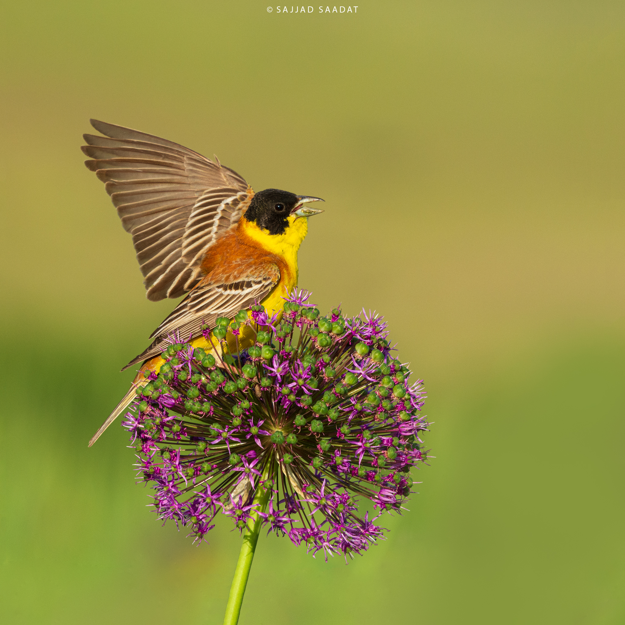 Black-headed bunting