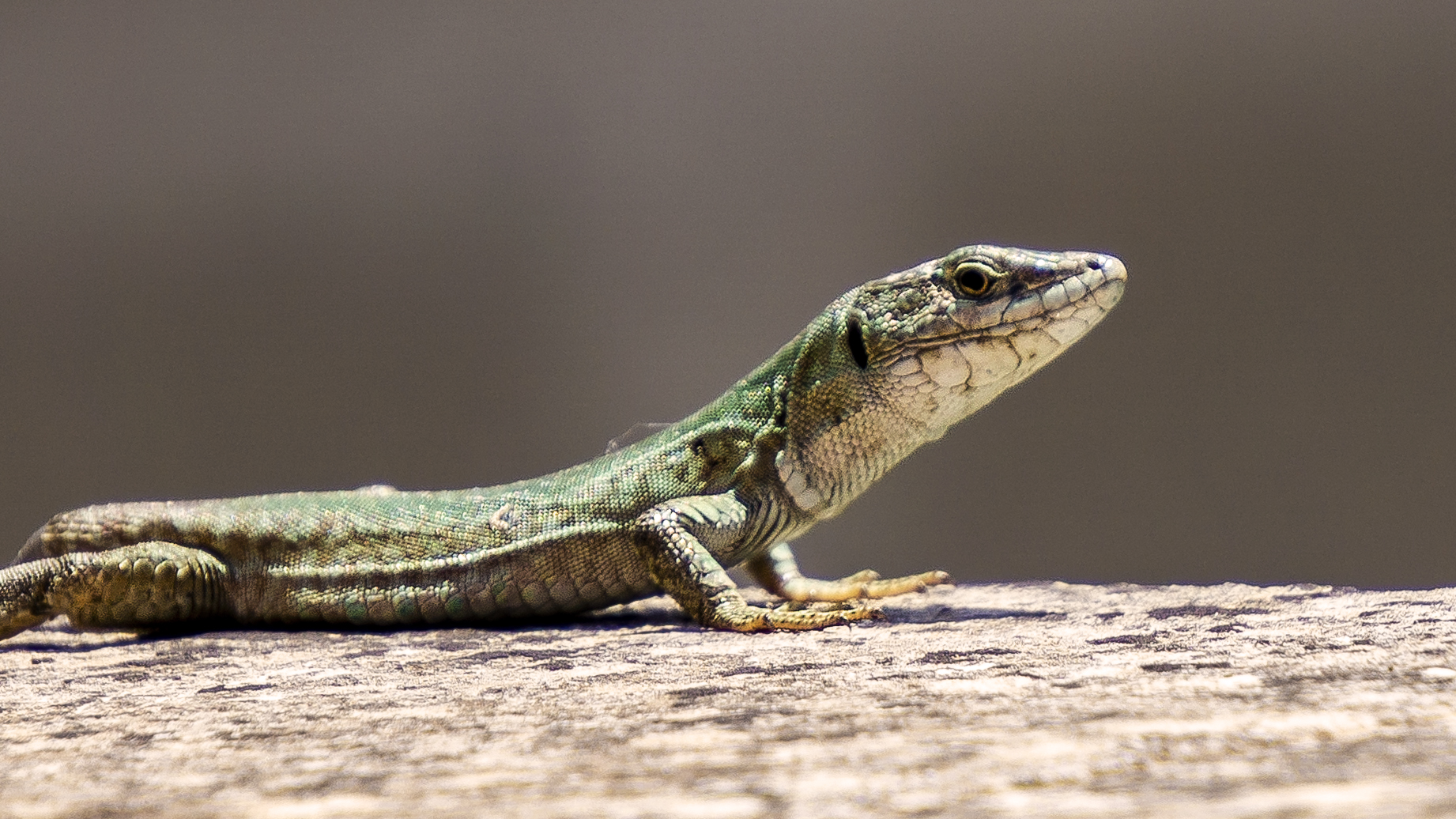 Lucertola muraiola salentina
