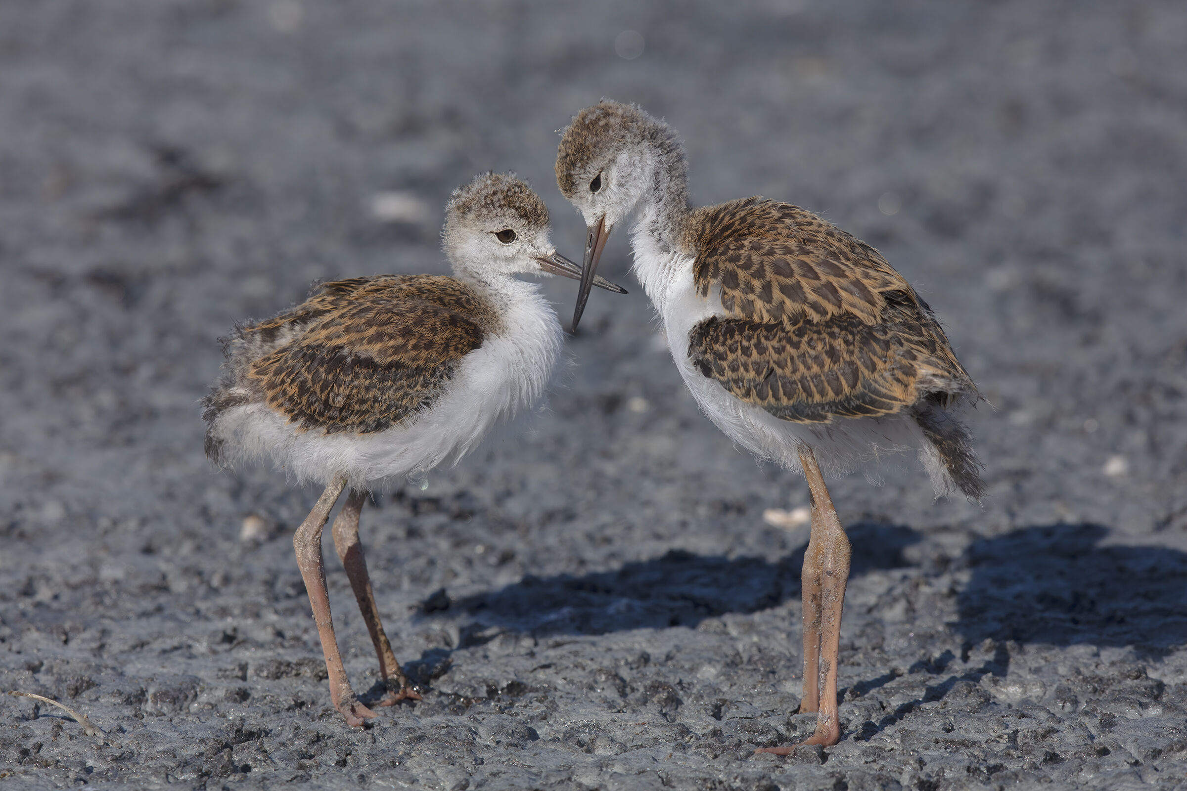 Pullo of Knight of Italy