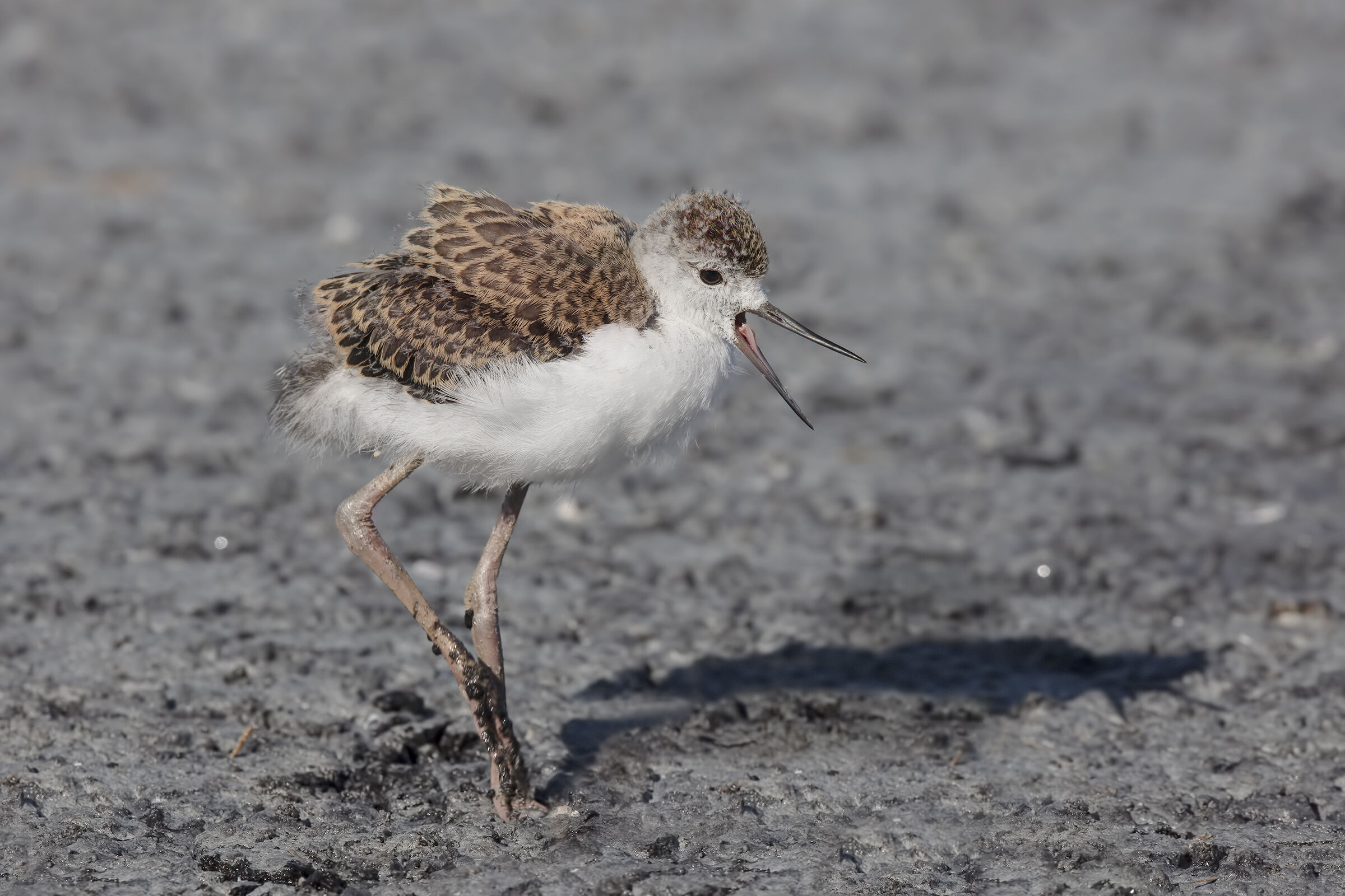 Pullo of Knight of Italy