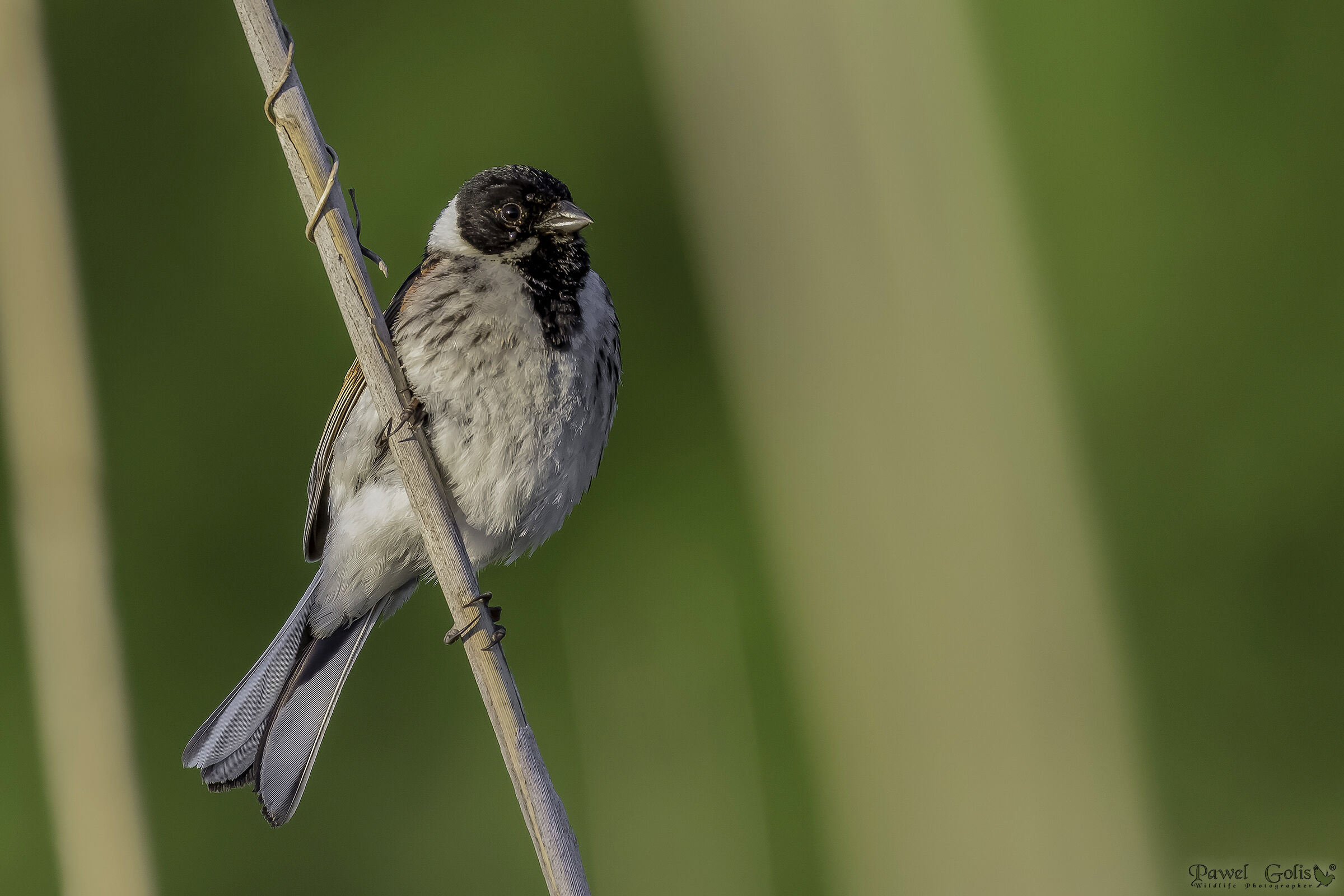 comune canne bunting (Emberiza schoeniclus)