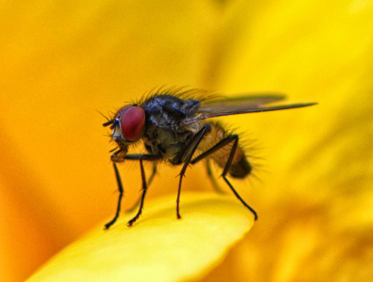 Quasi Macro