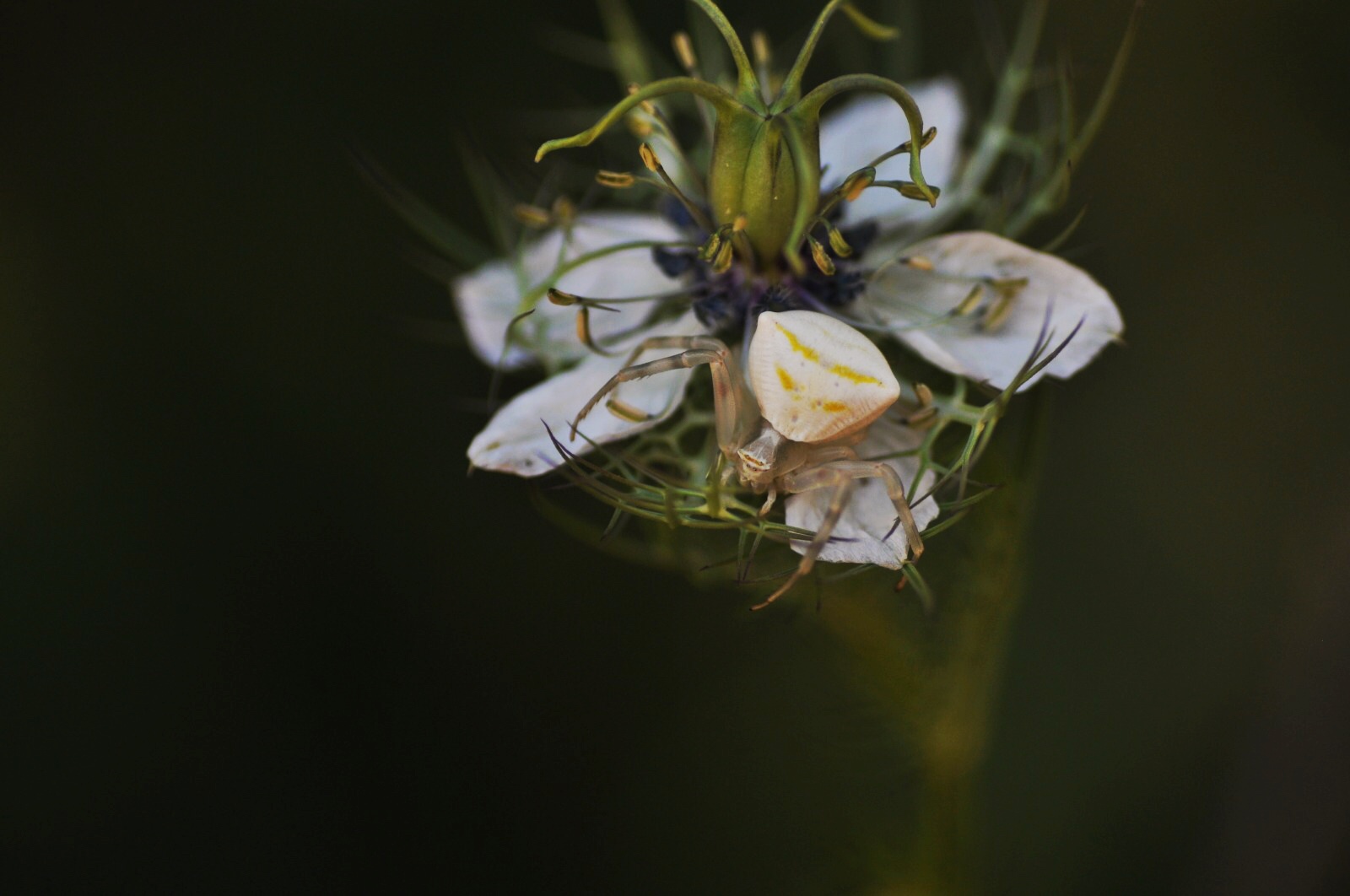 Thomisus onustus in agguato su Nigella damascena