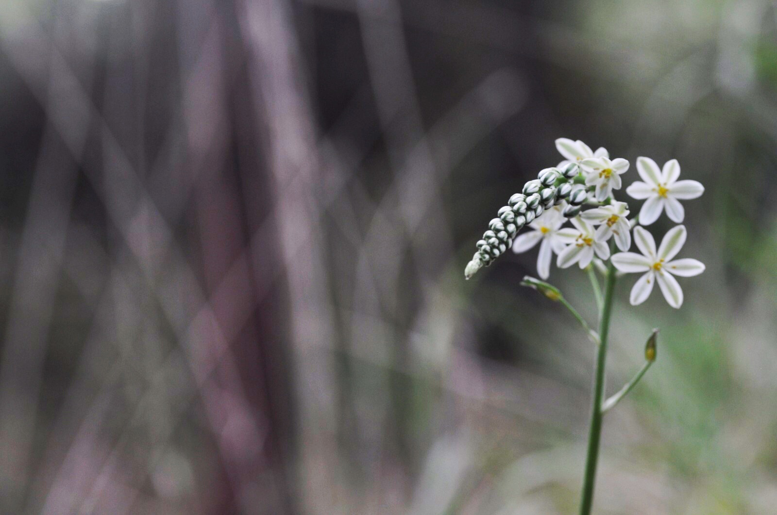 Loncomelos brevystilos