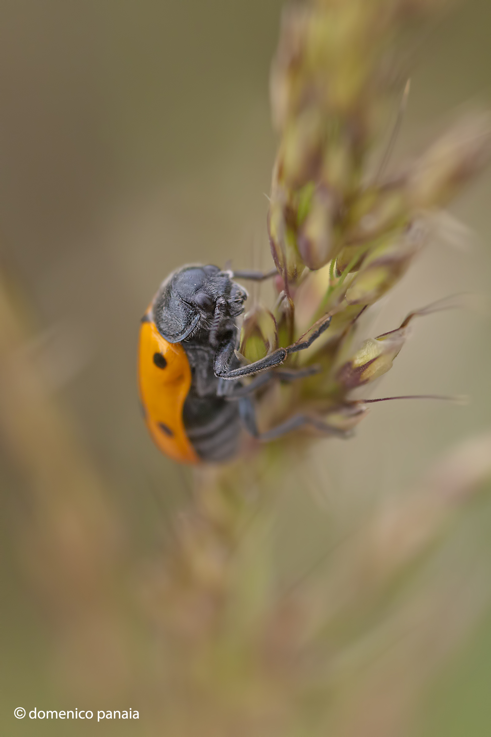 clytra quadrinpunctata