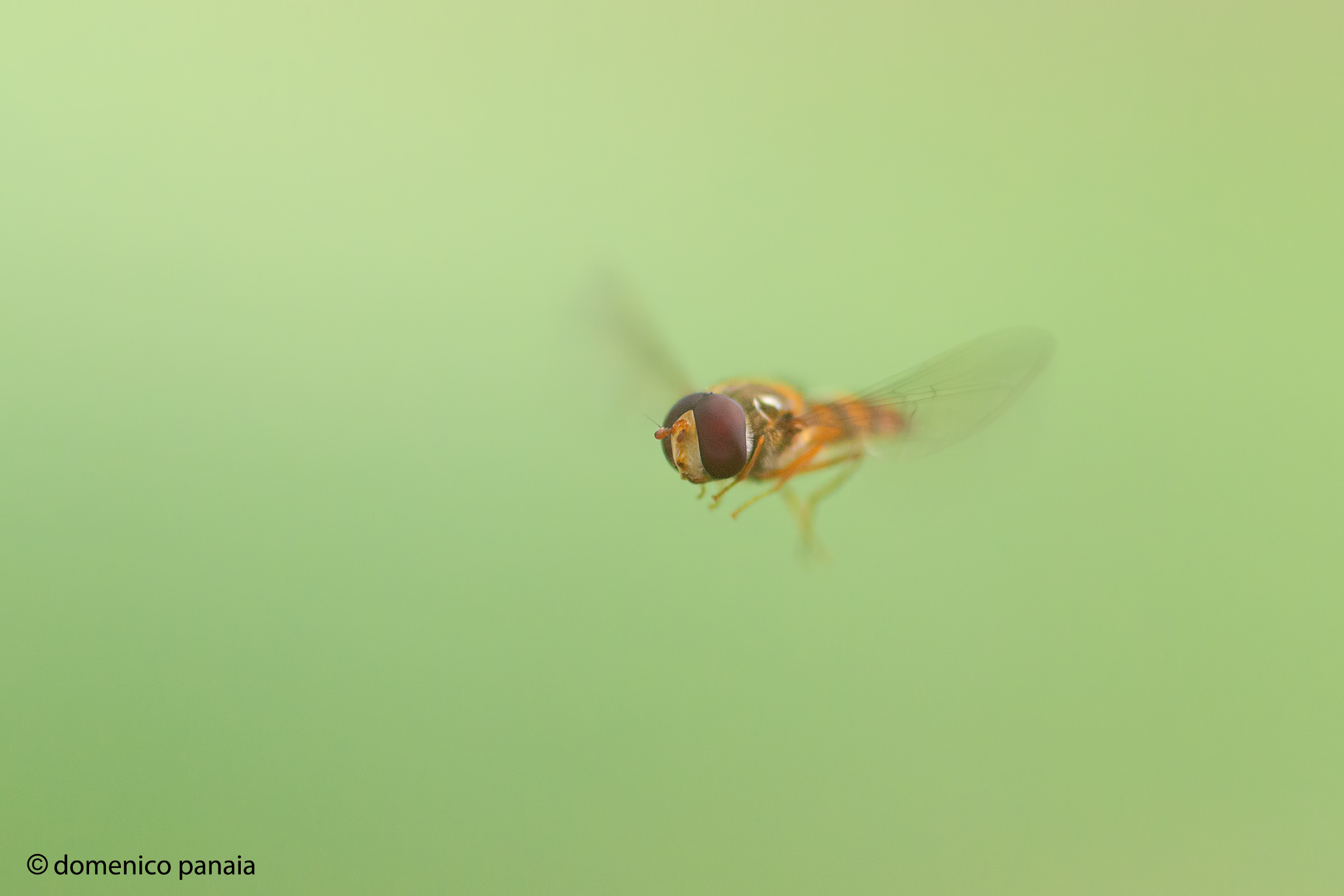 episyrphus balteatus
