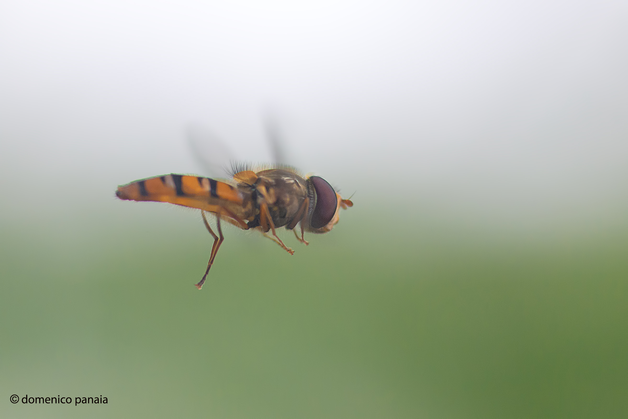 episyrphus balteatus