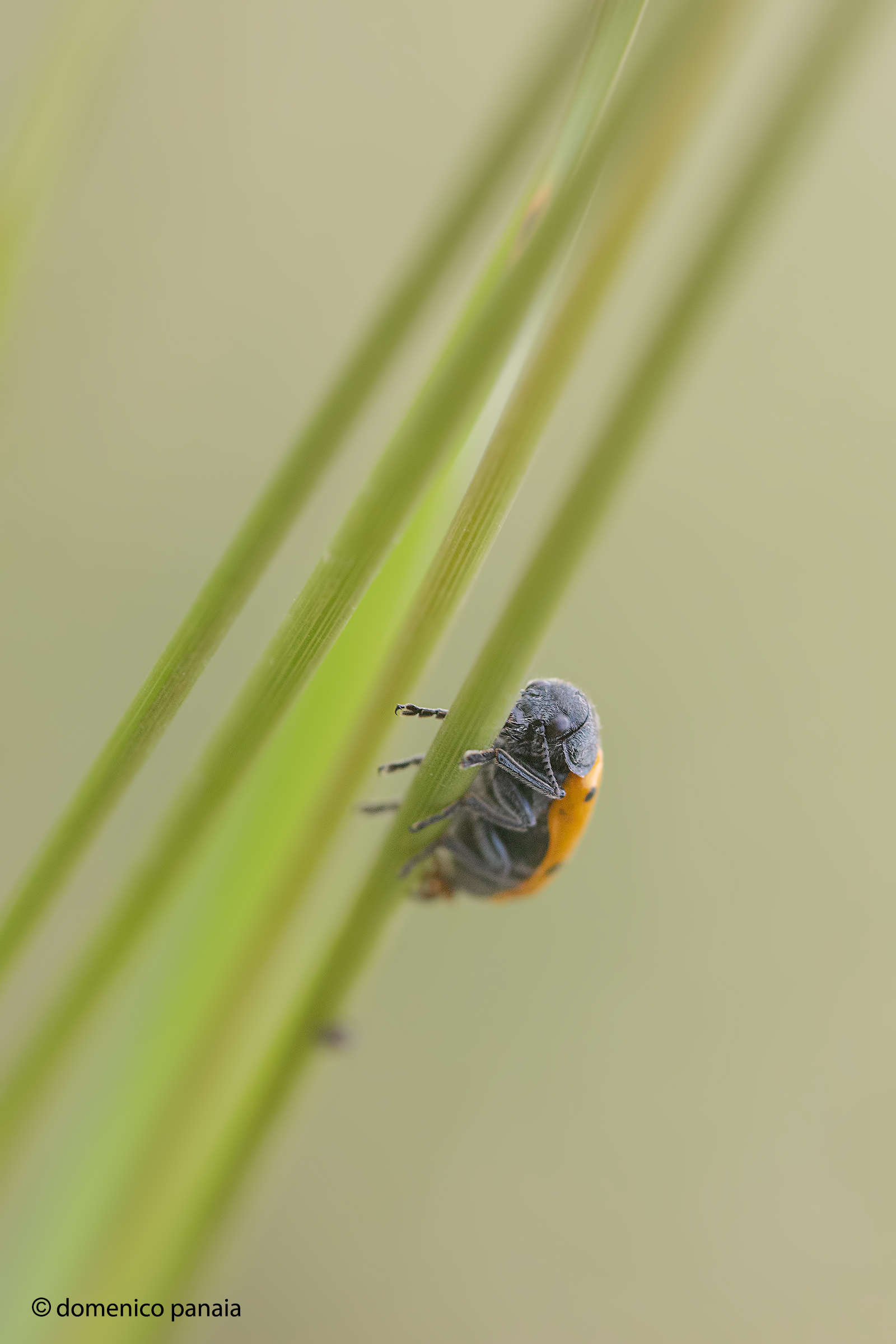 clytra quadrinpunctata