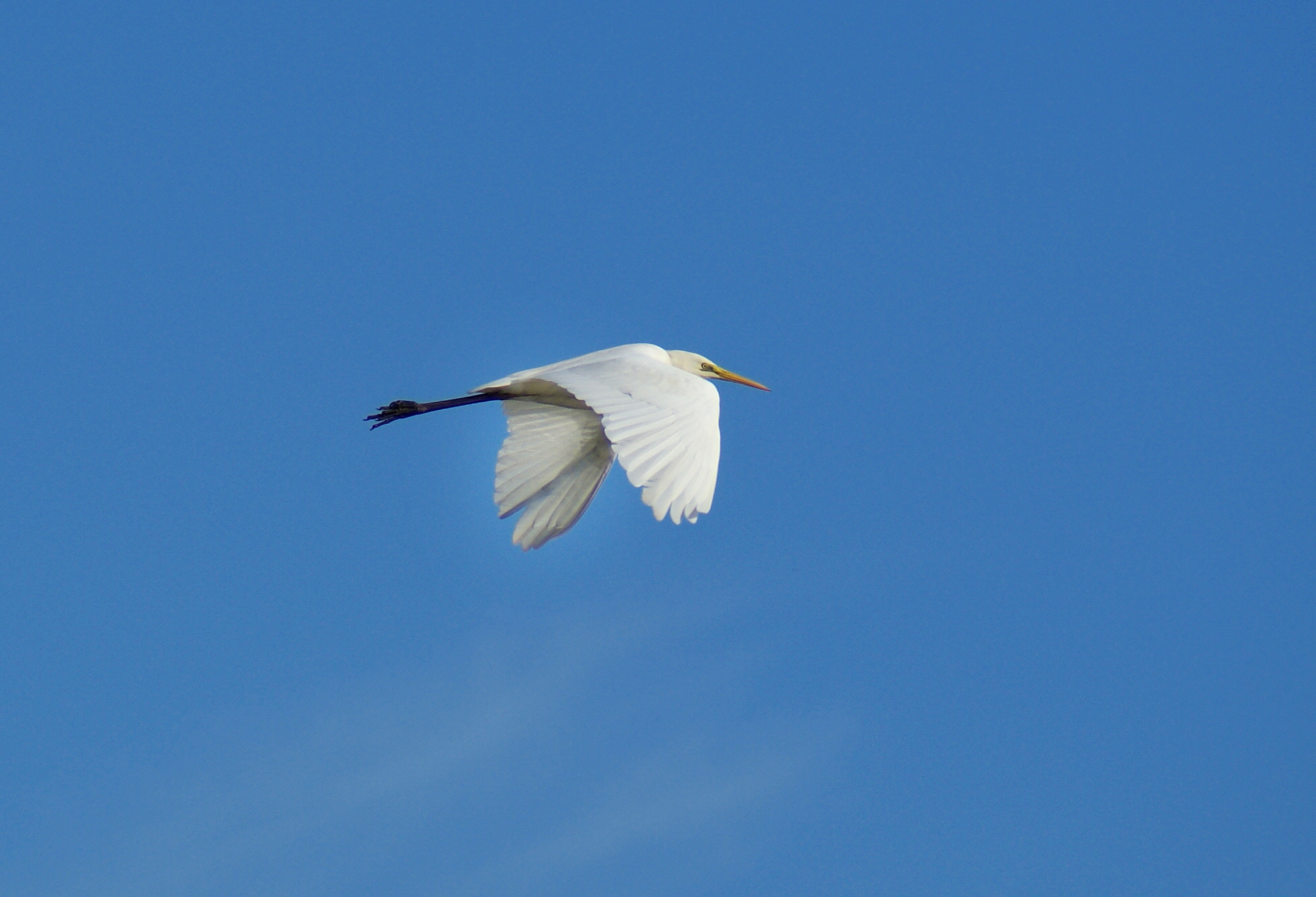 Garzetta o airone maggiore???