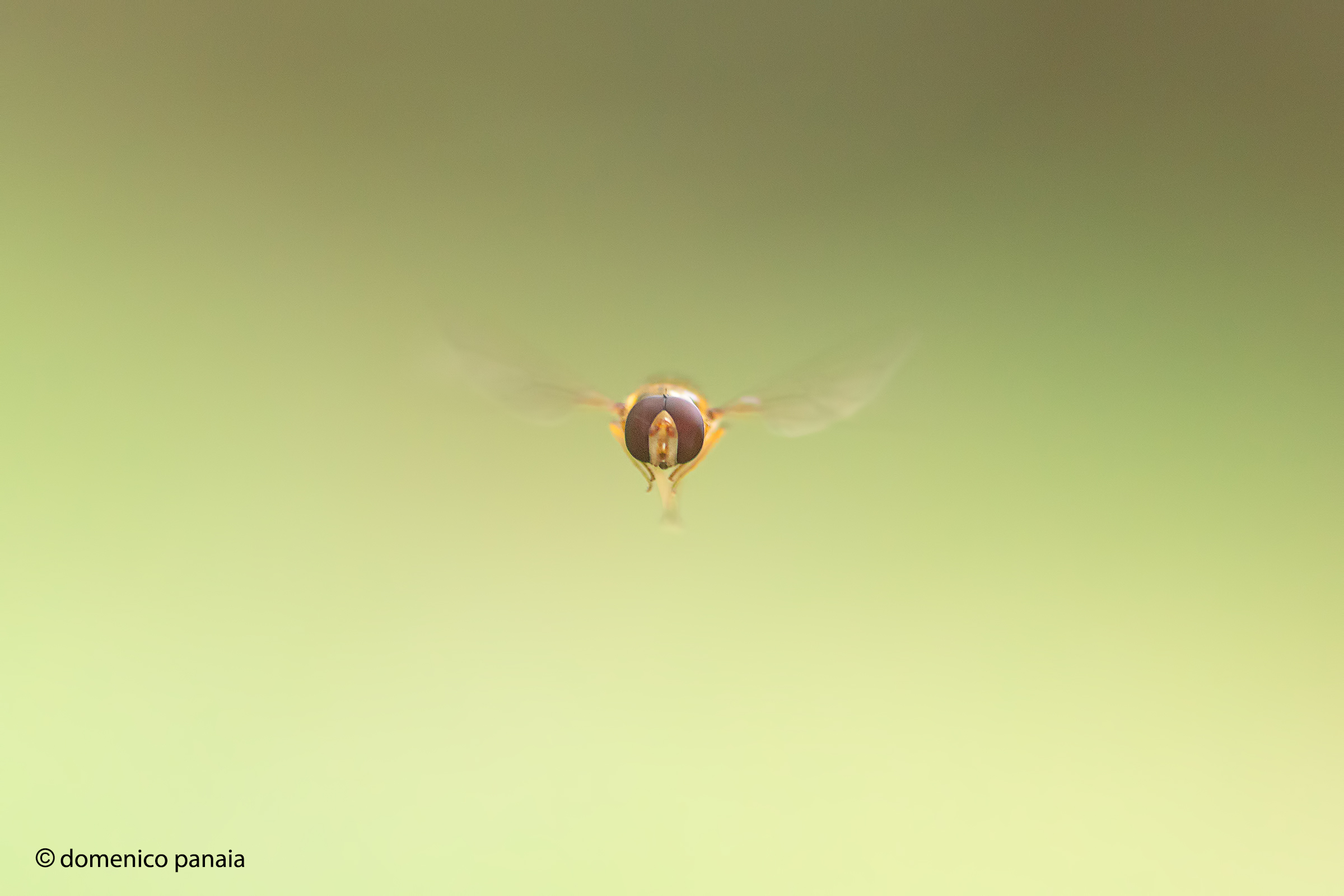 episyrphus balteatus