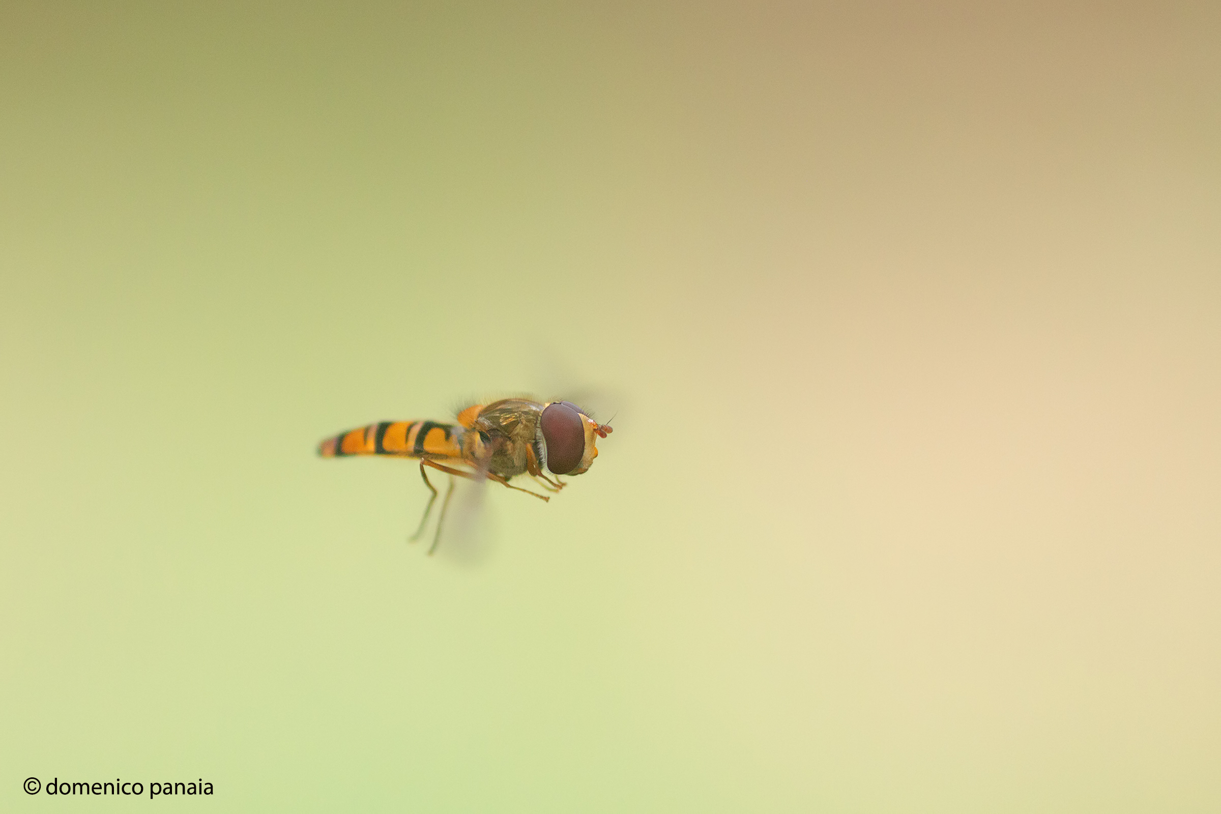 episyrphus balteatus