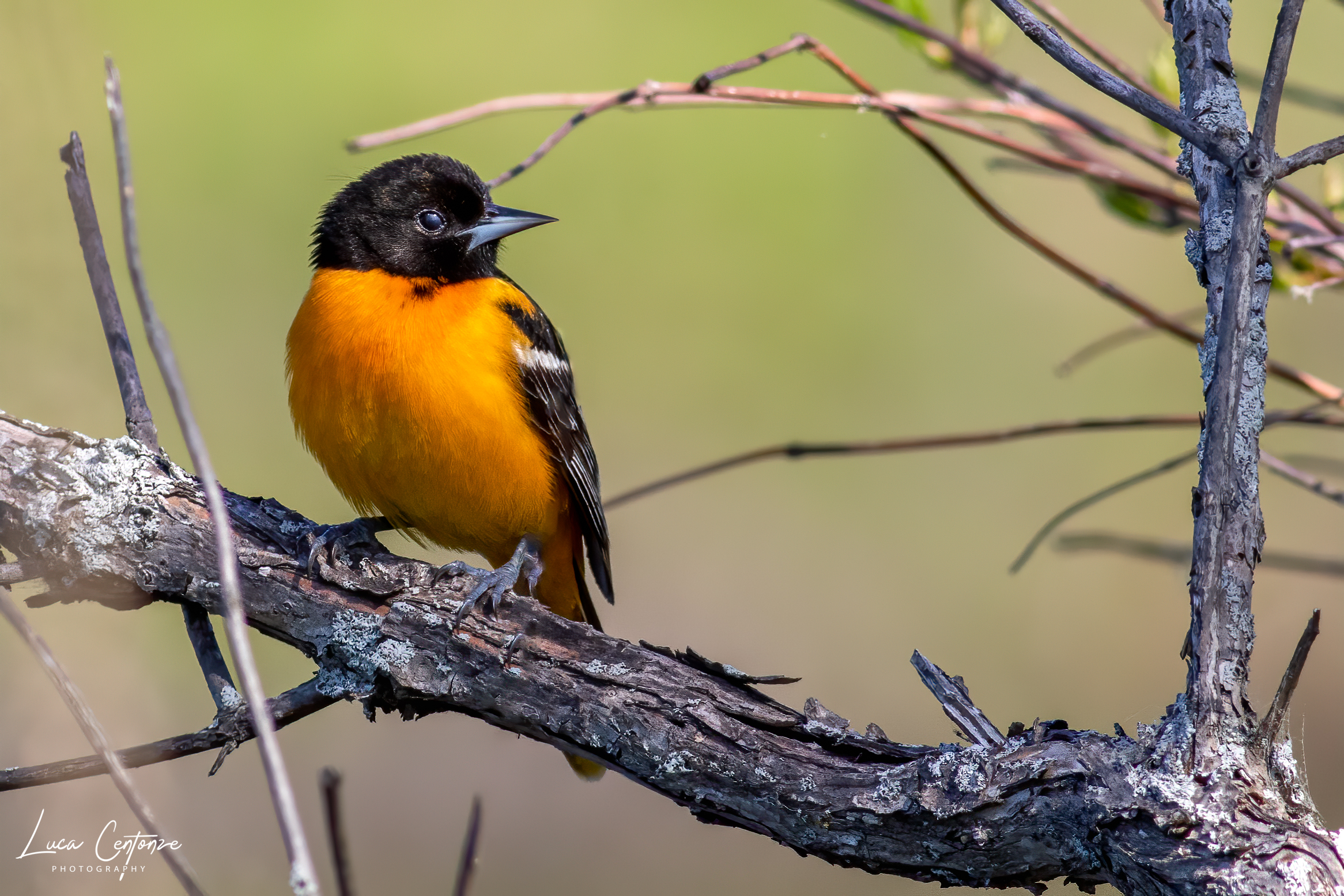 Baltimore Oriole, New100s, New Year'