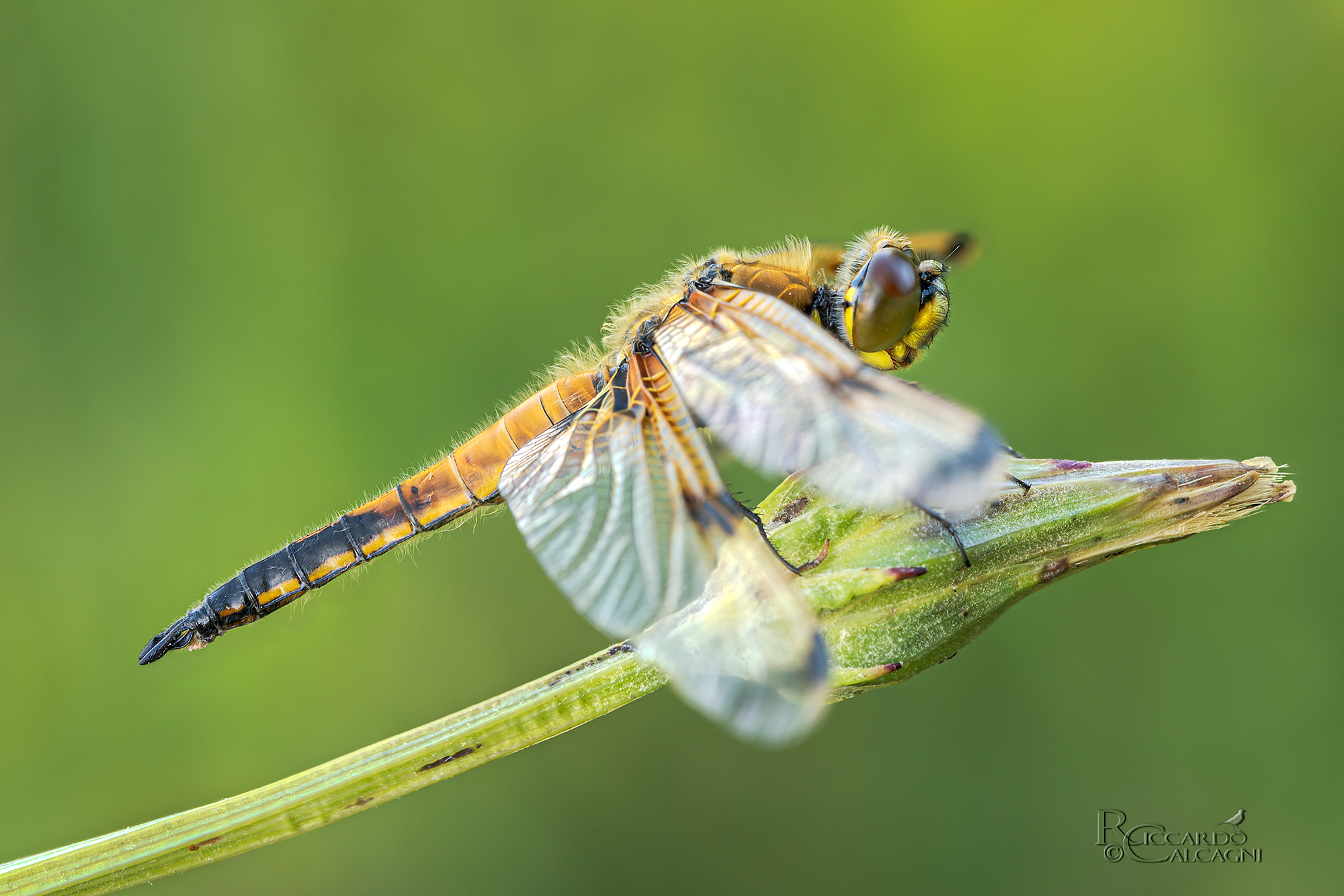 Libellula quadrimaculata