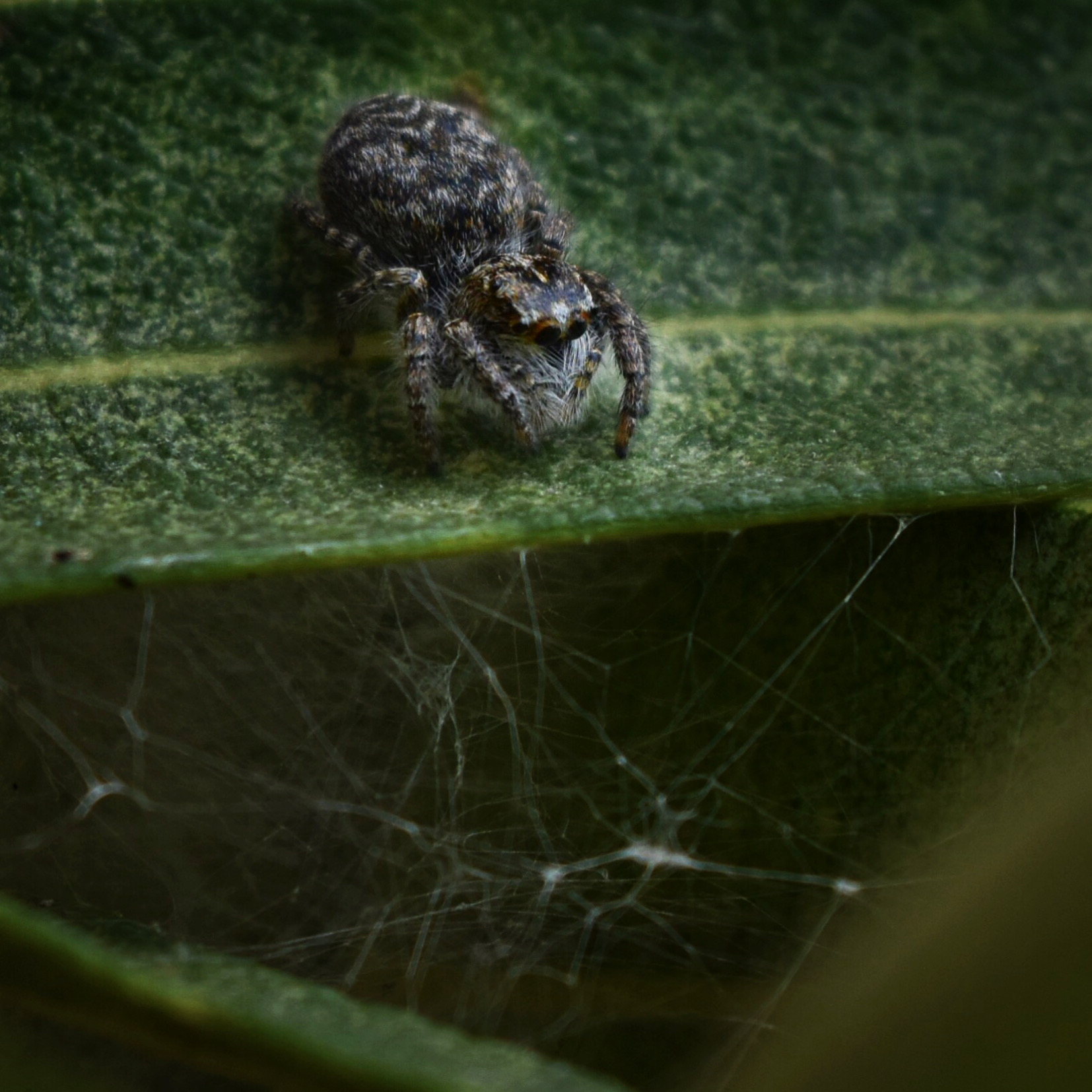 Ragno Saltatore in attesa della preda
