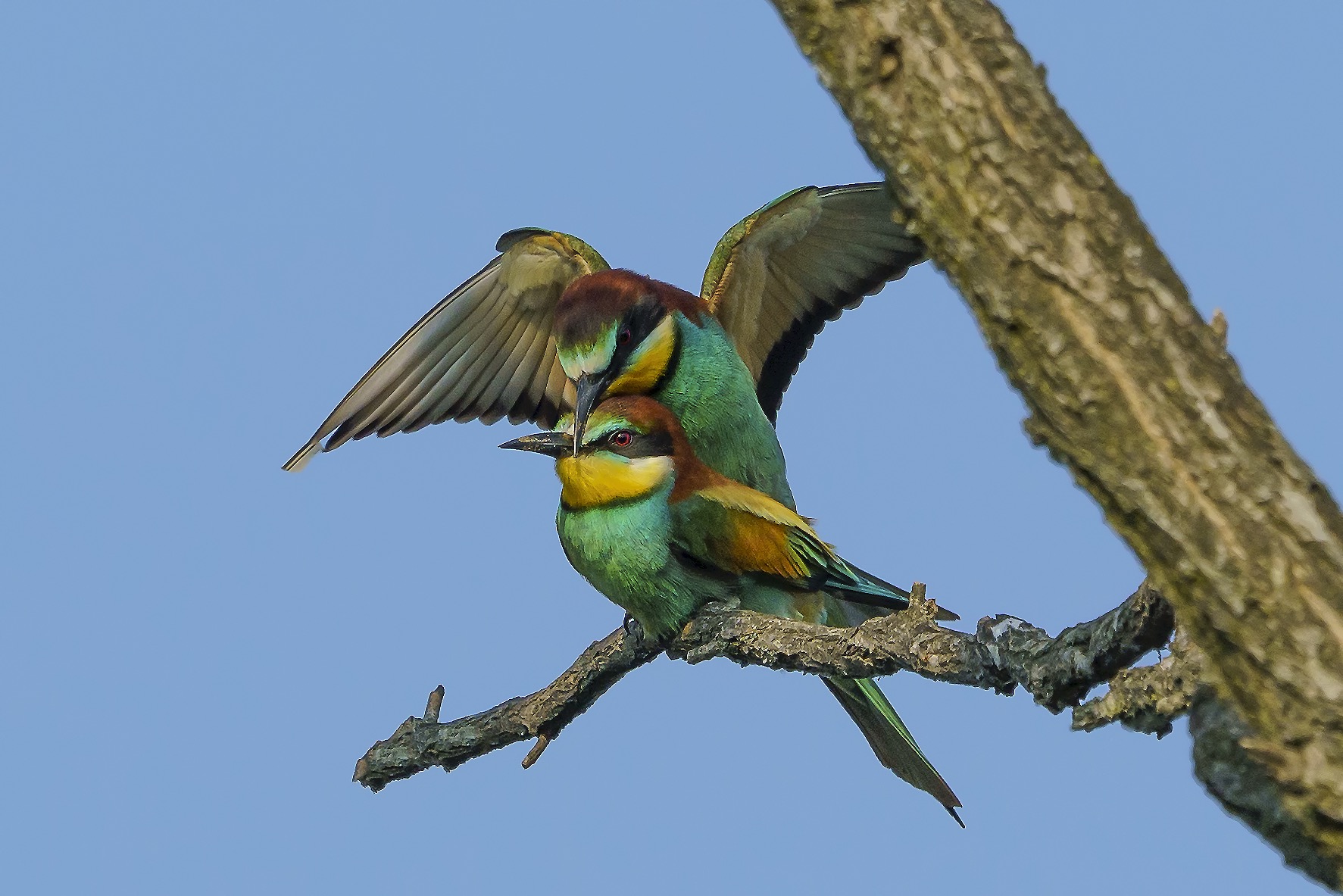 Gruccioni in atteggiamenti affettuosi