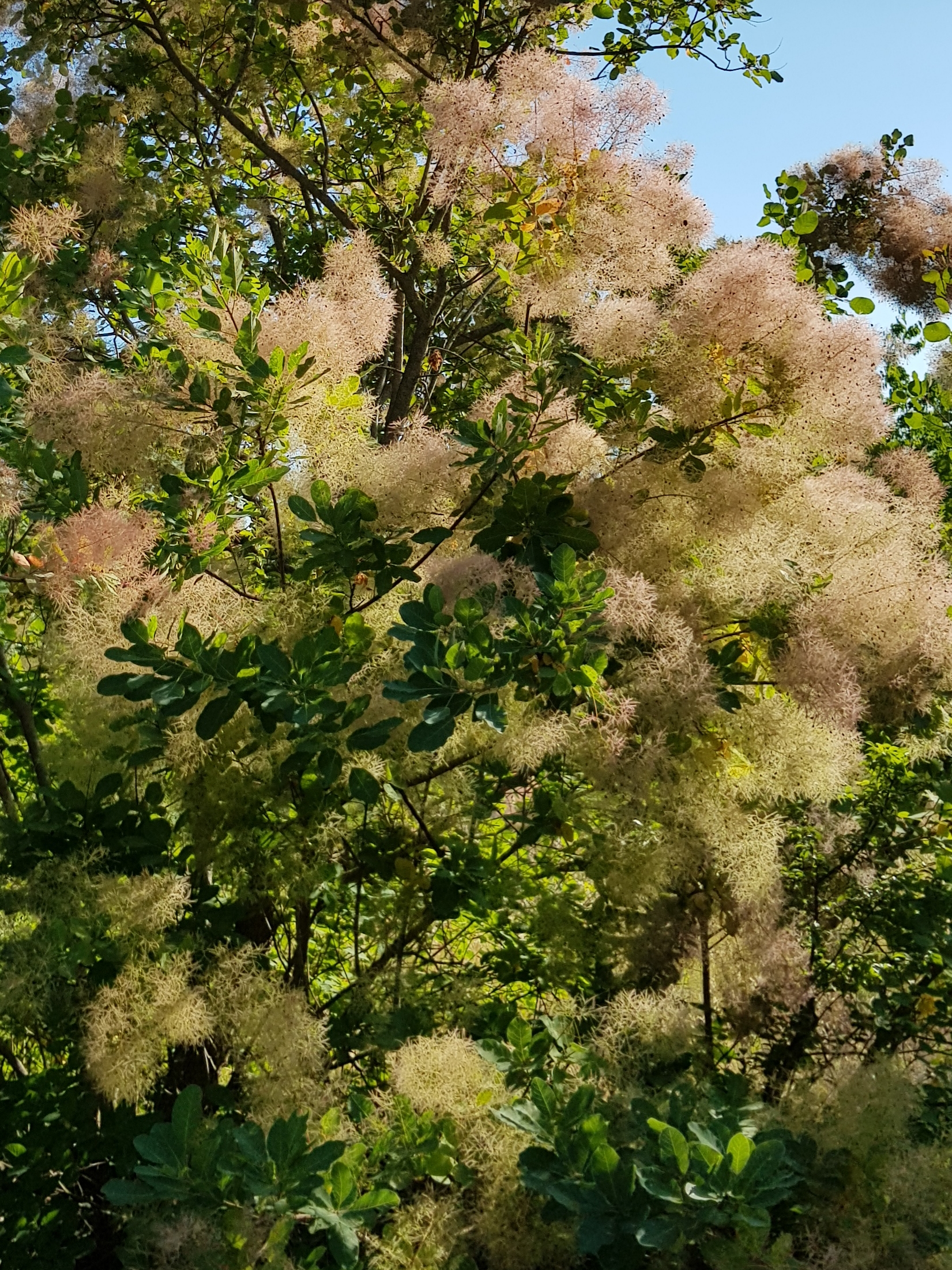 Paseggiata oasi faunistica colombarone