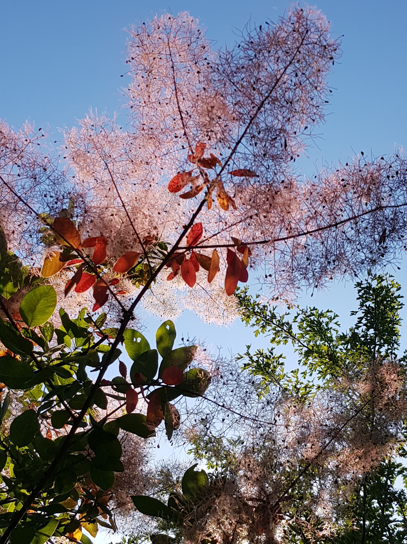 Paseggiata oasi faunistica colombarone