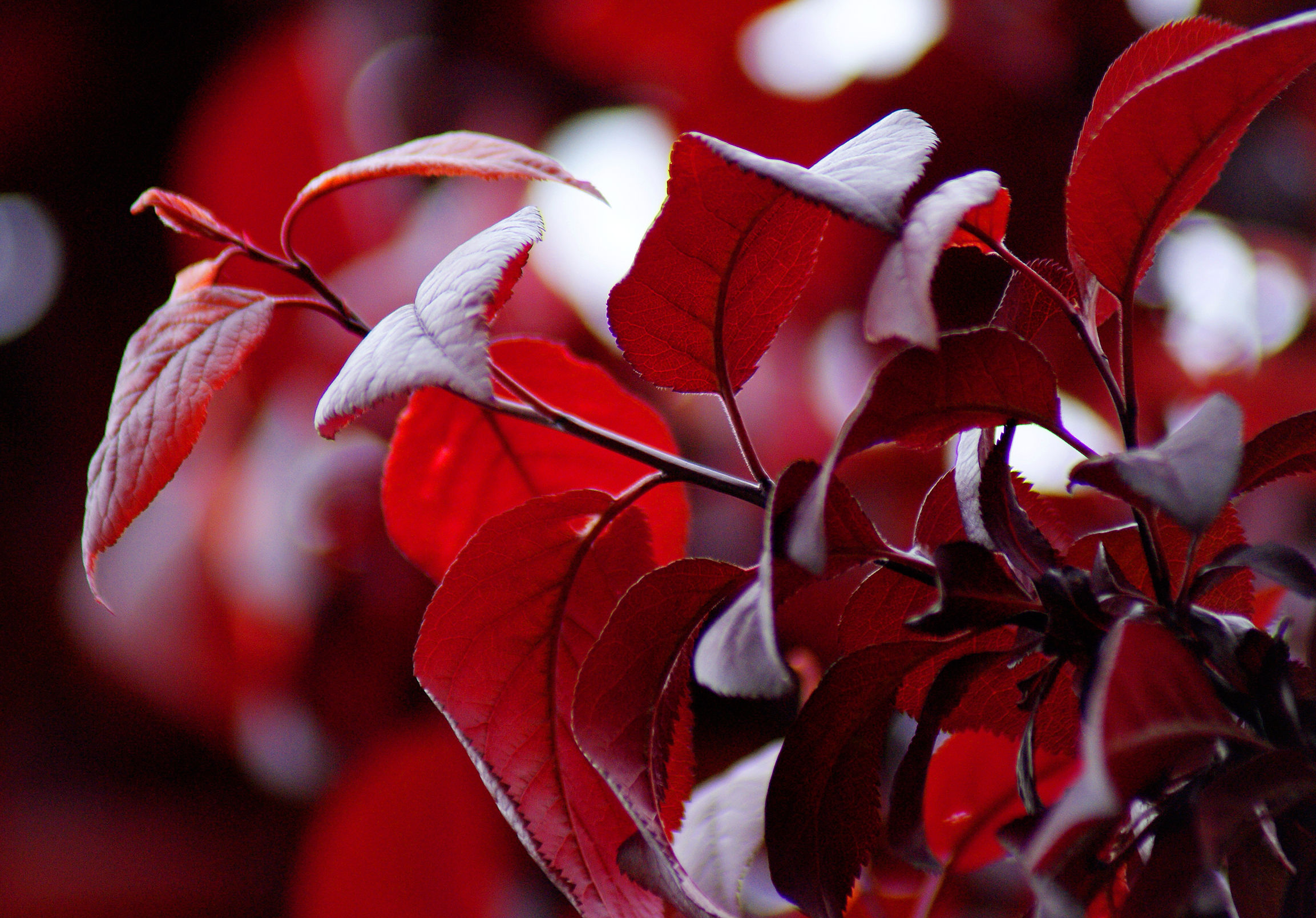 autumn ... in maremma