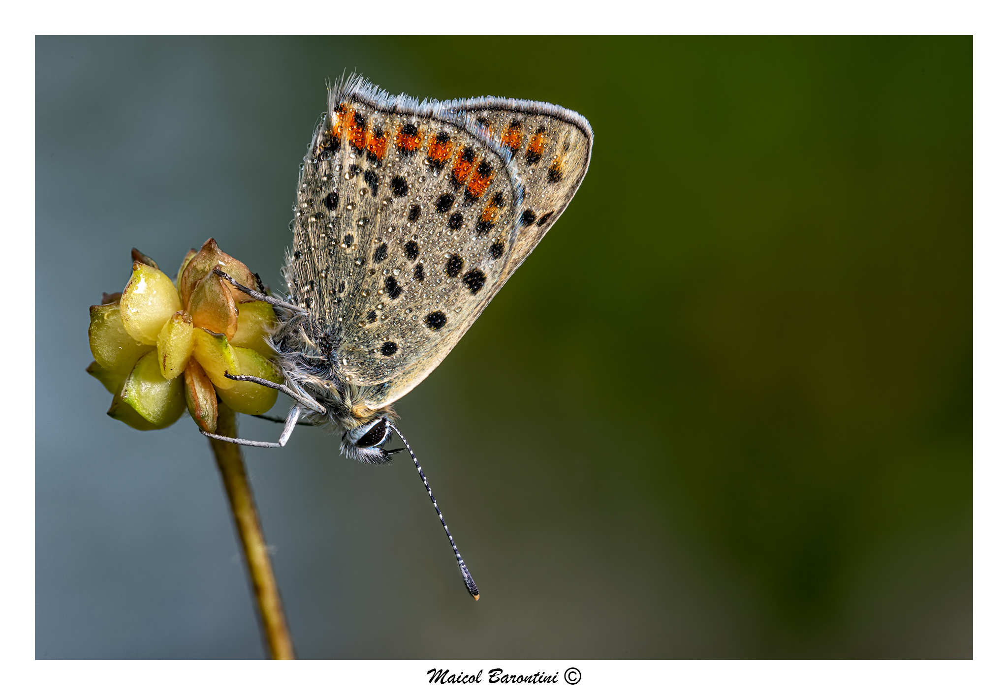 Lycaena tityrus