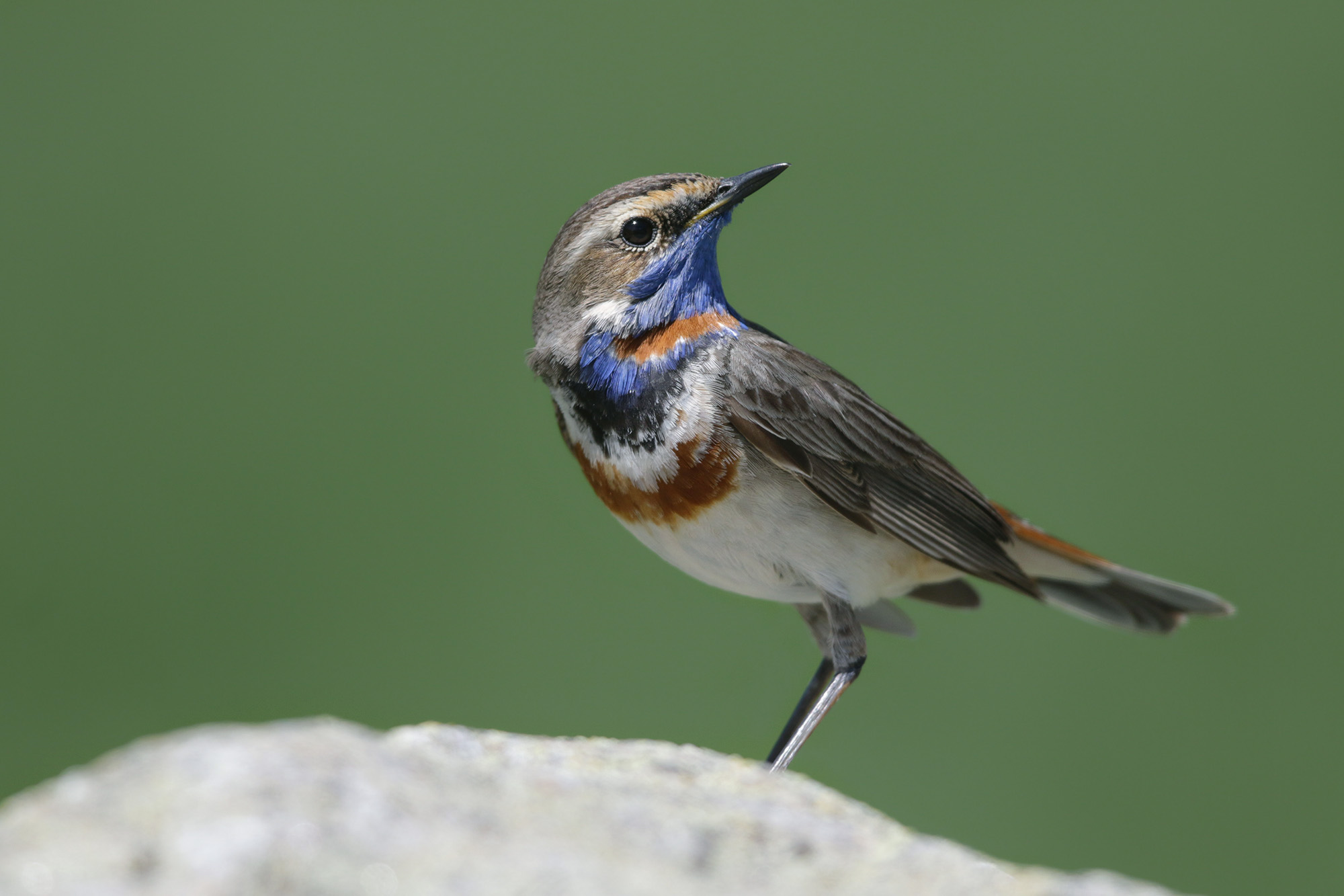 pettazzurro lombardo