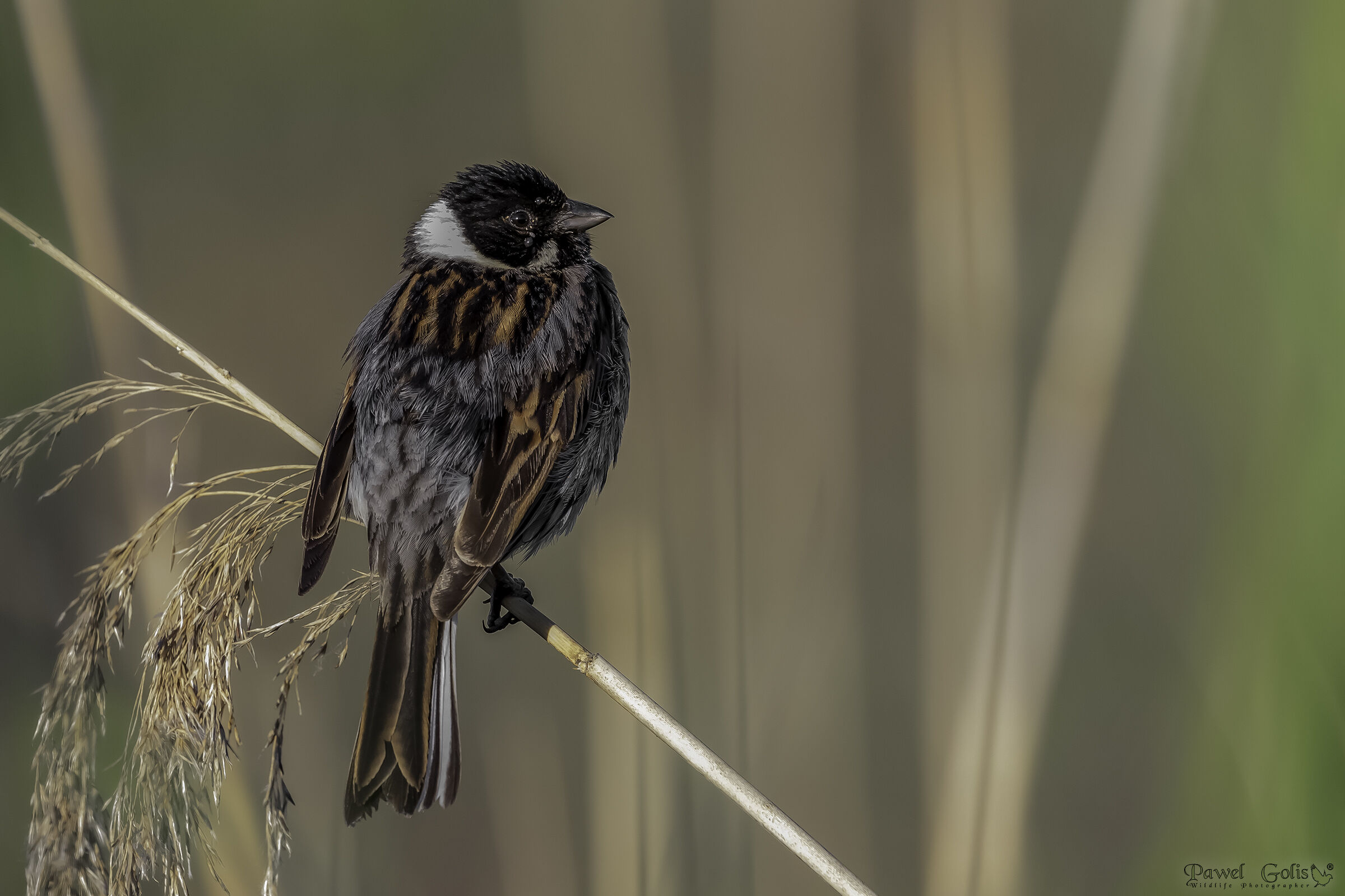 comune canne bunting (Emberiza schoeniclus)