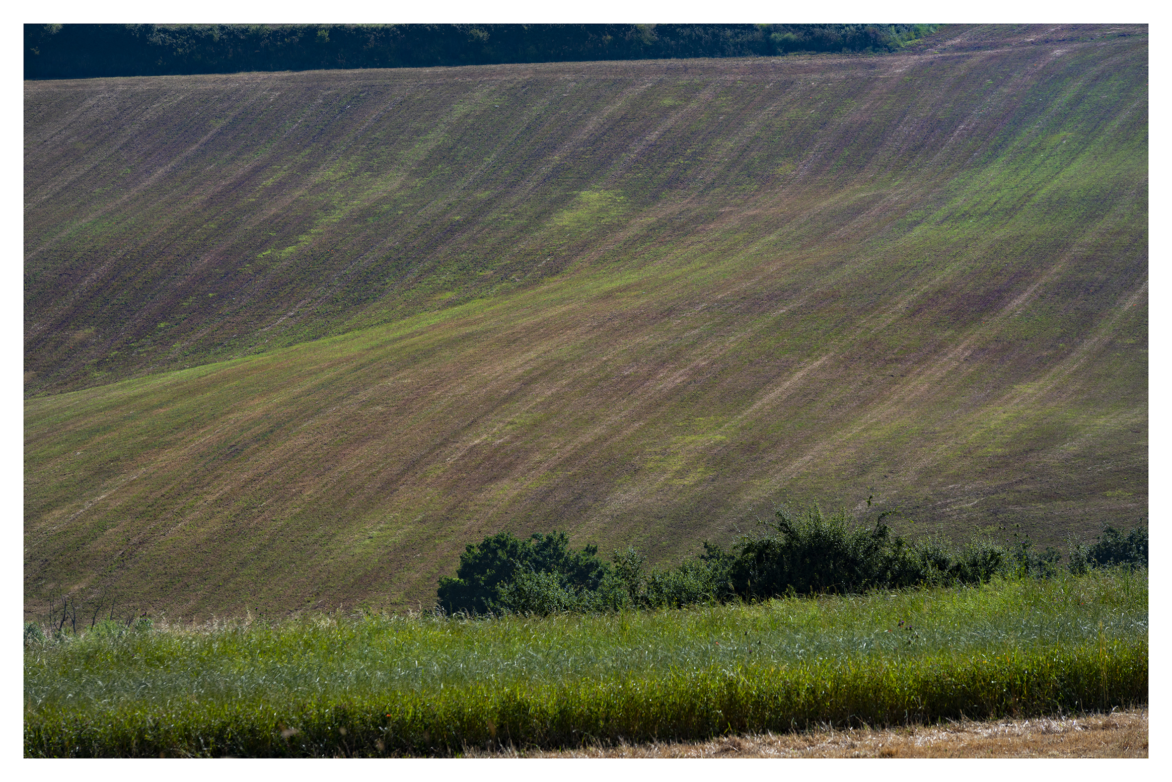 Bucolic leading lines