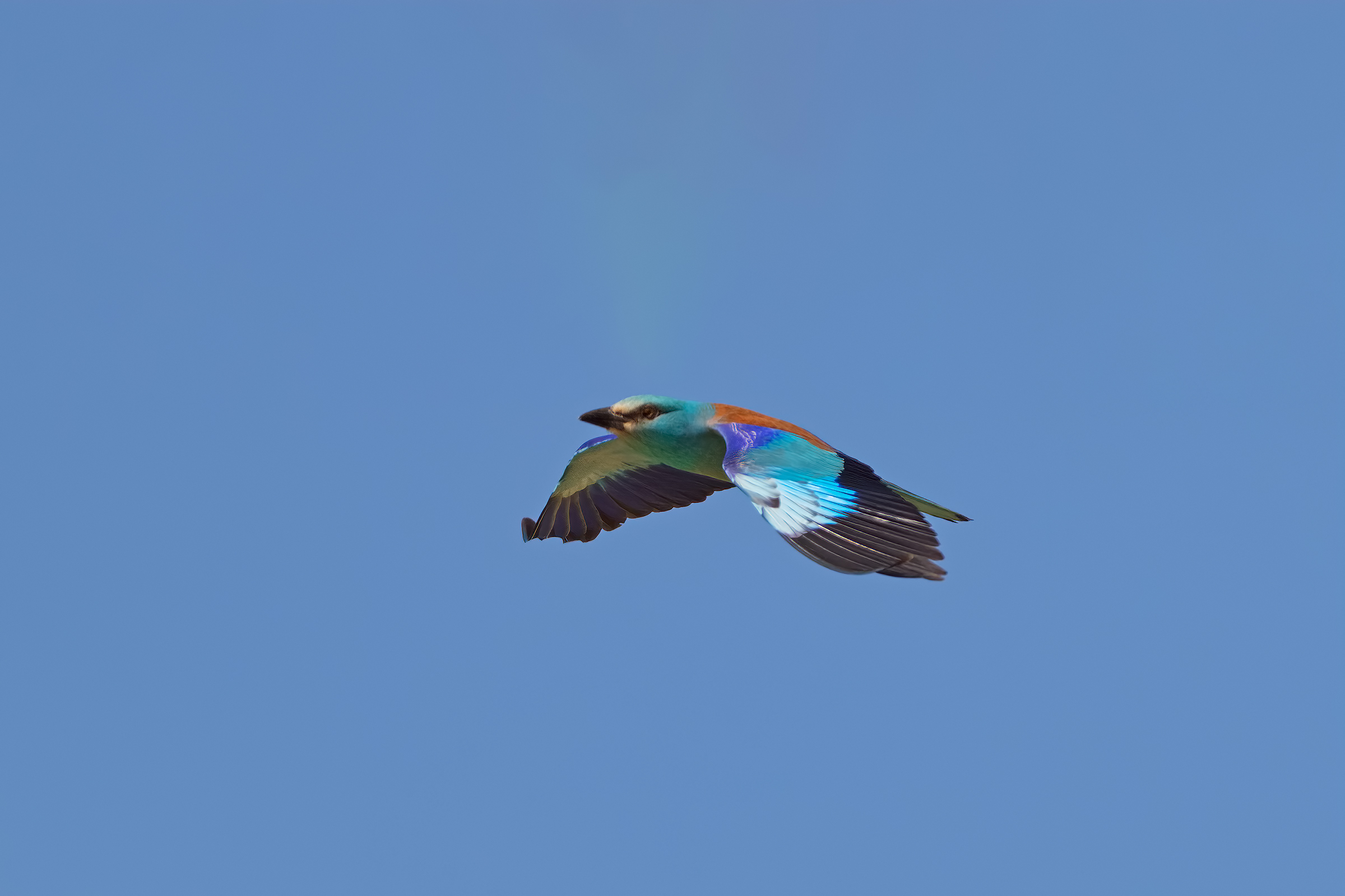 Ghiandaia Marina in Volo 2